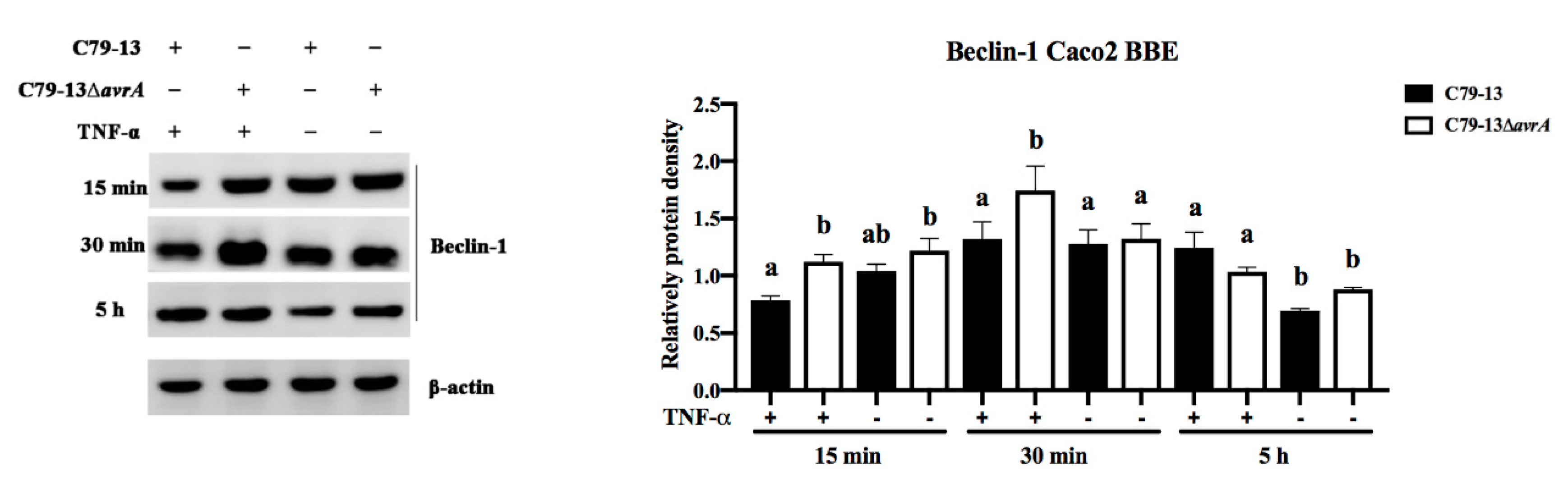 Ijms 21 06063 g004 Ijms 21 06063 g004