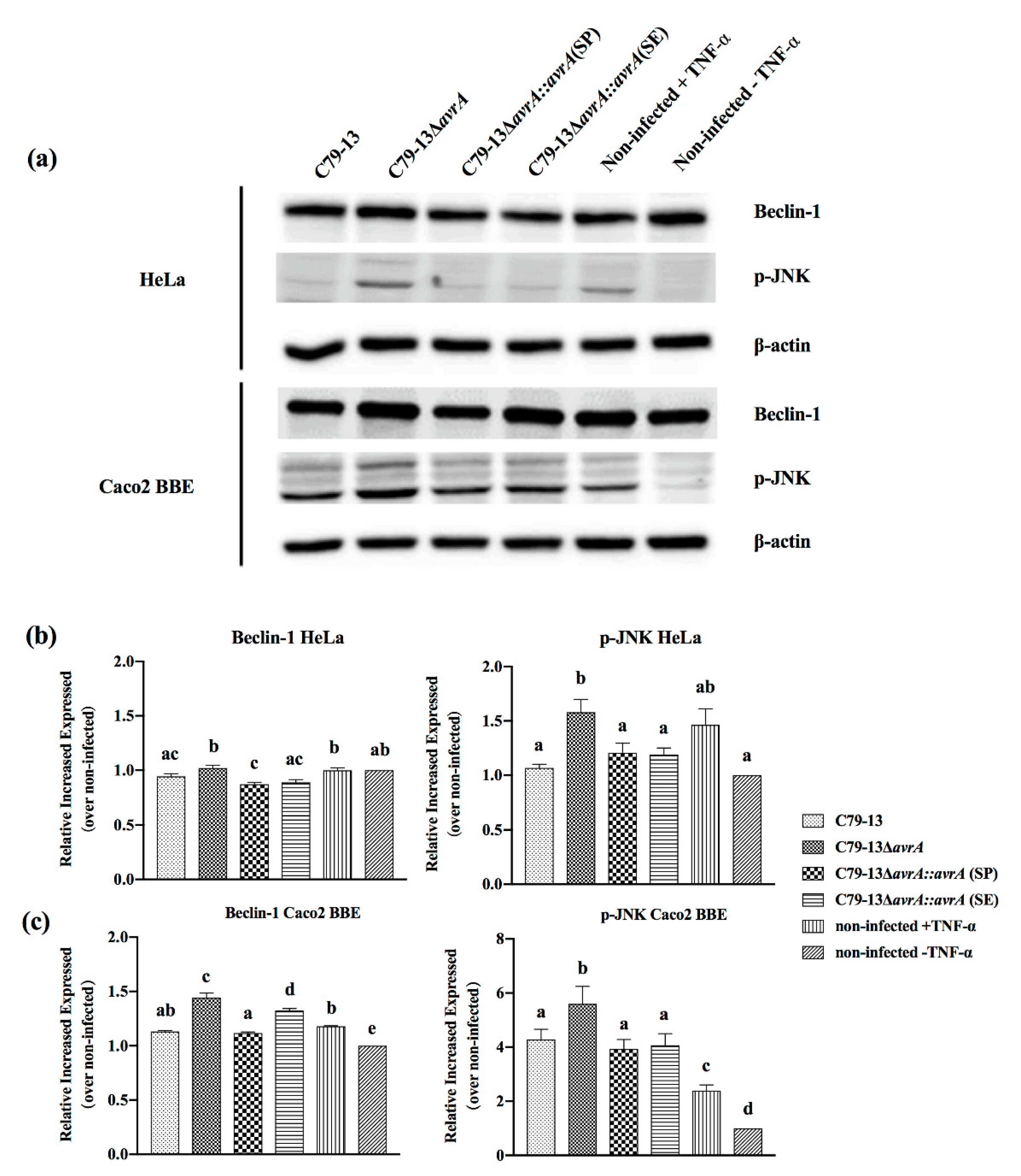Ijms 21 06063 g005 Ijms 21 06063 g005