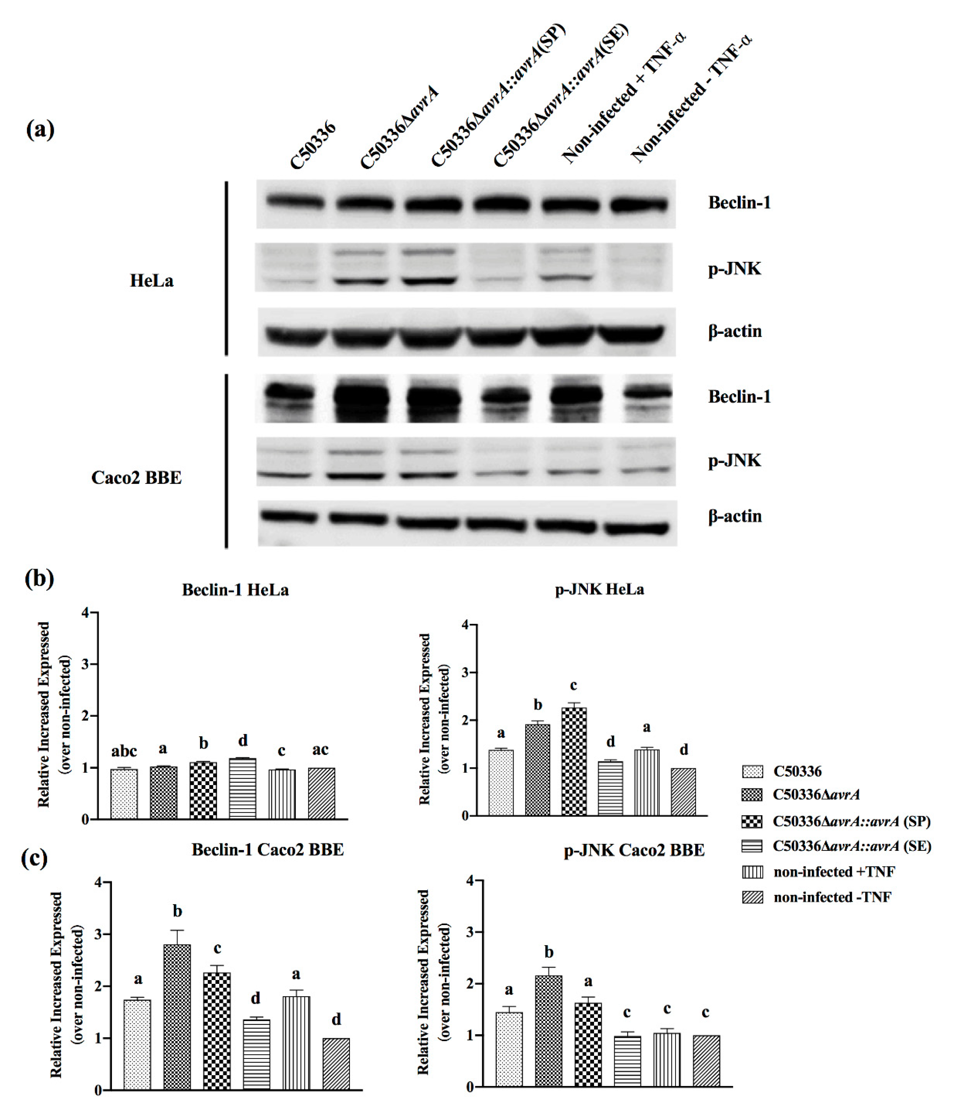 Ijms 21 06063 g006 Ijms 21 06063 g006
