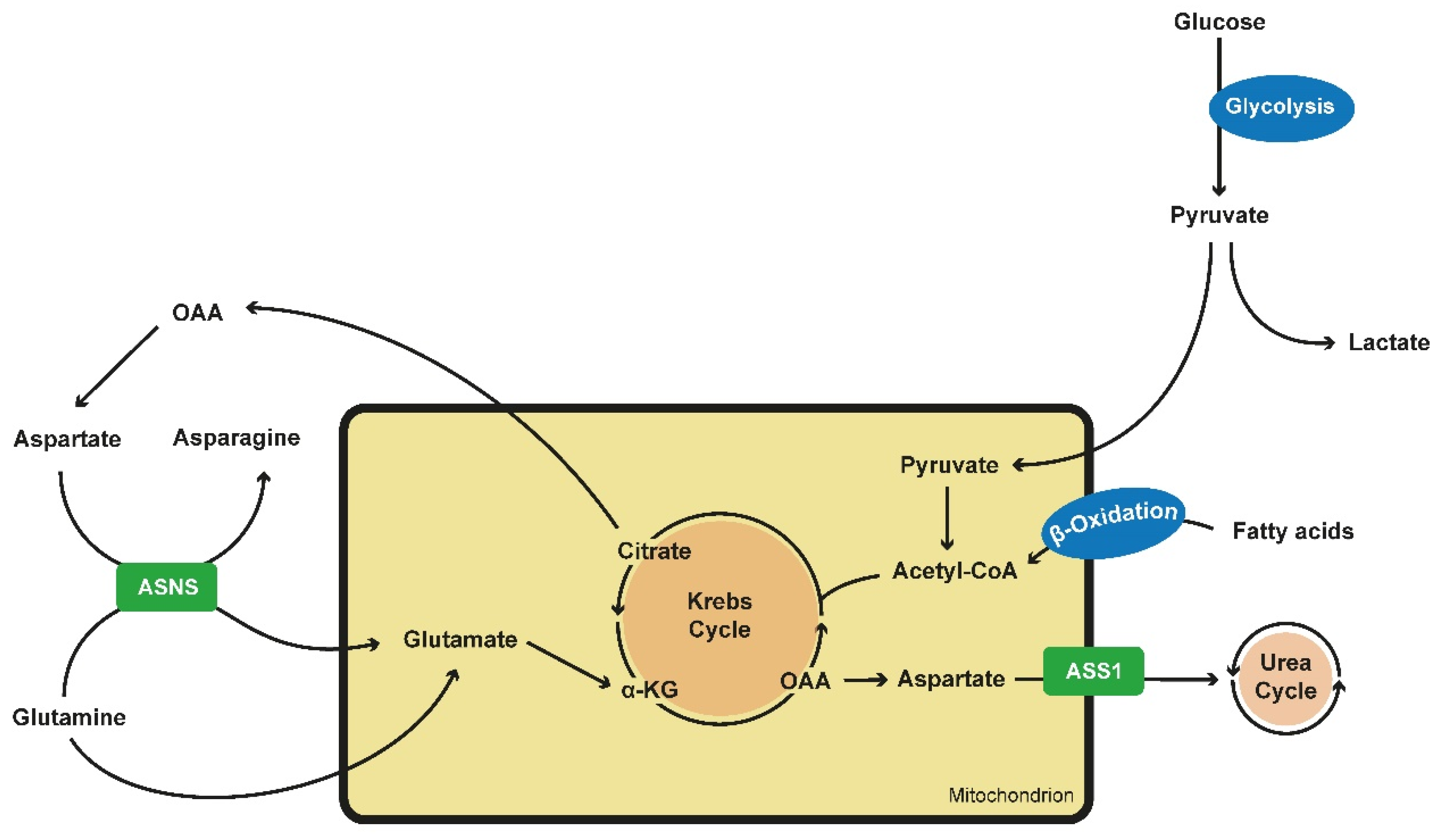 Ijms 21 06093 g001 Ijms 21 06093 g001