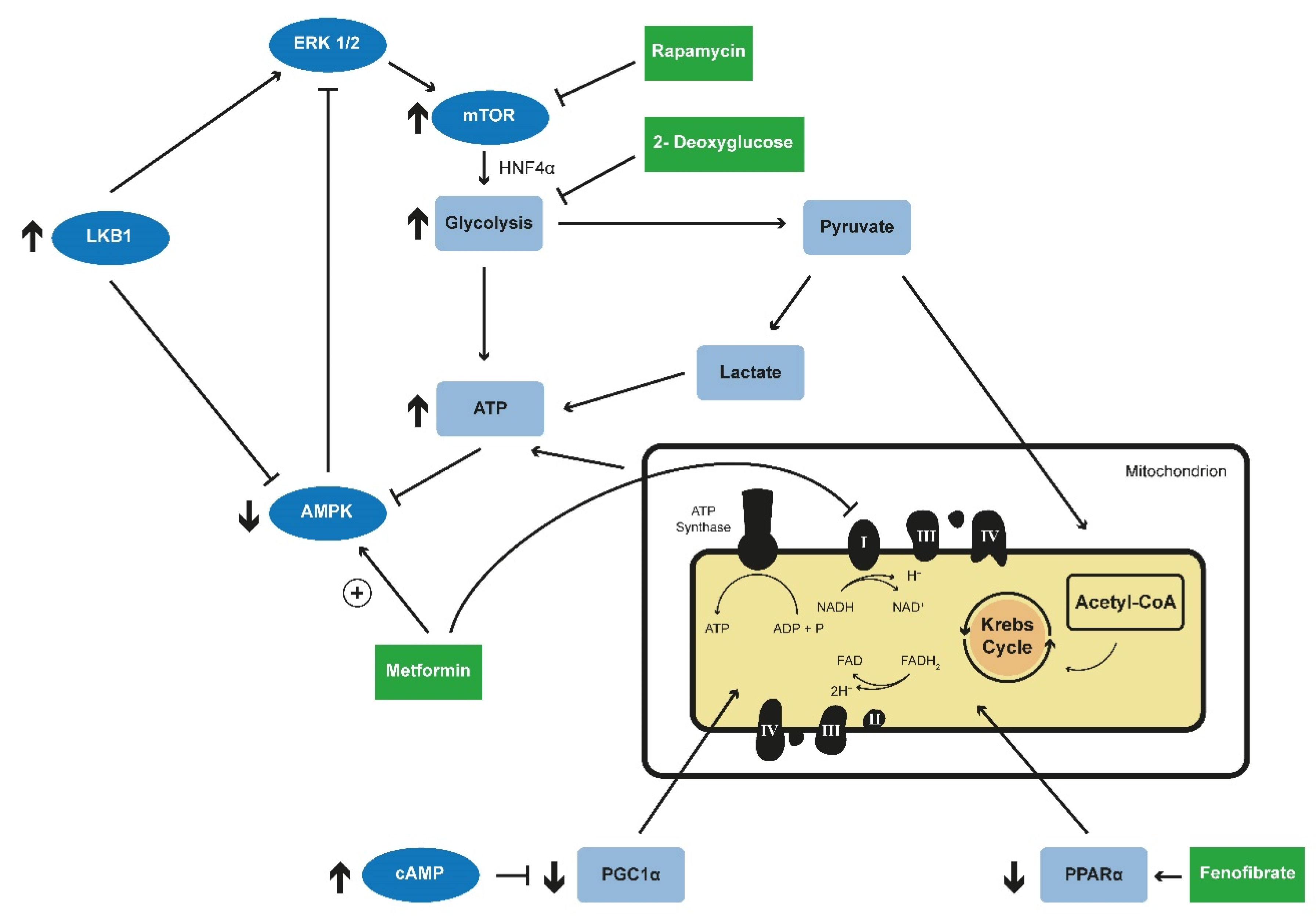 Ijms 21 06093 g002 Ijms 21 06093 g002