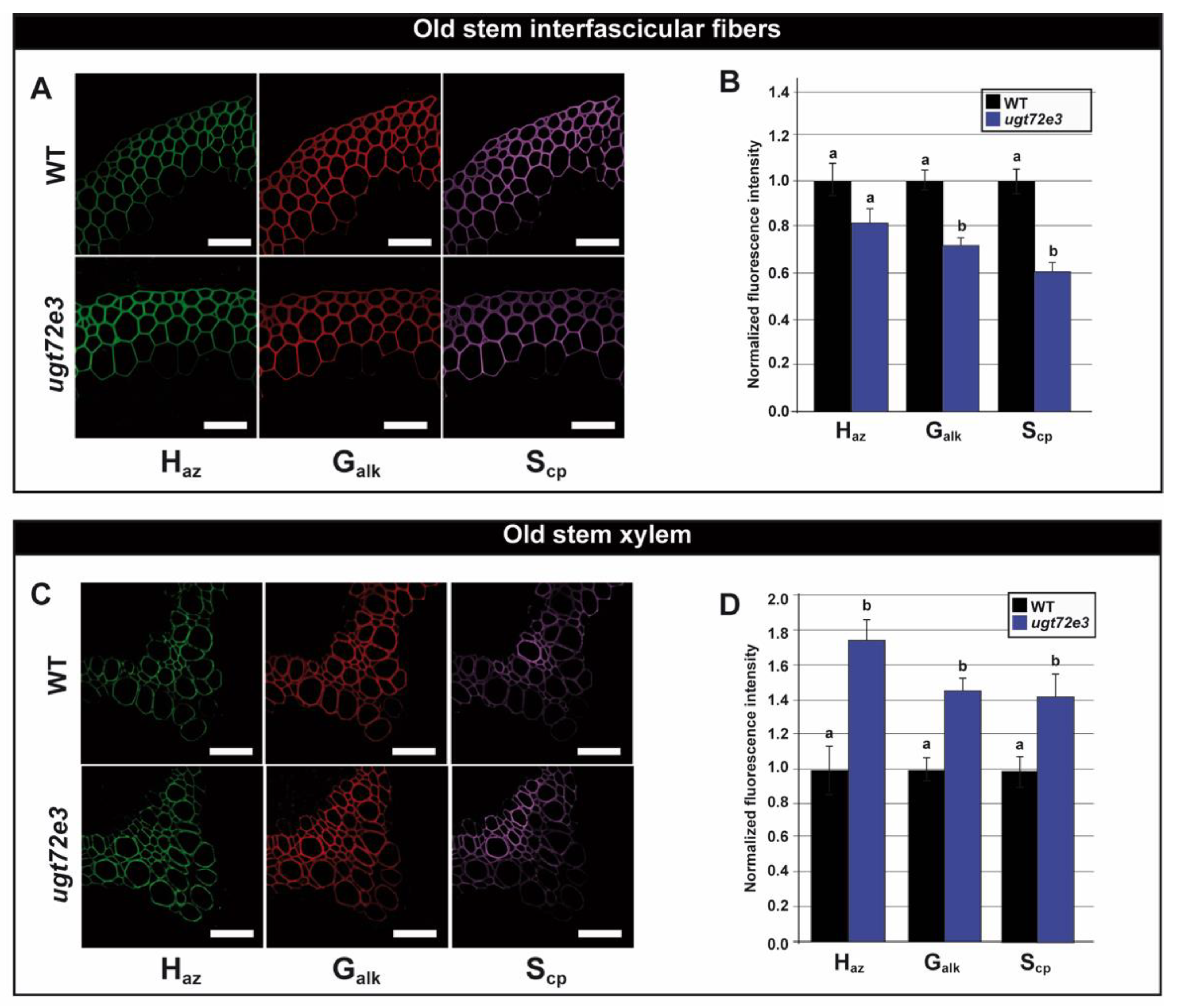 Ijms 21 06094 g008 Ijms 21 06094 g008