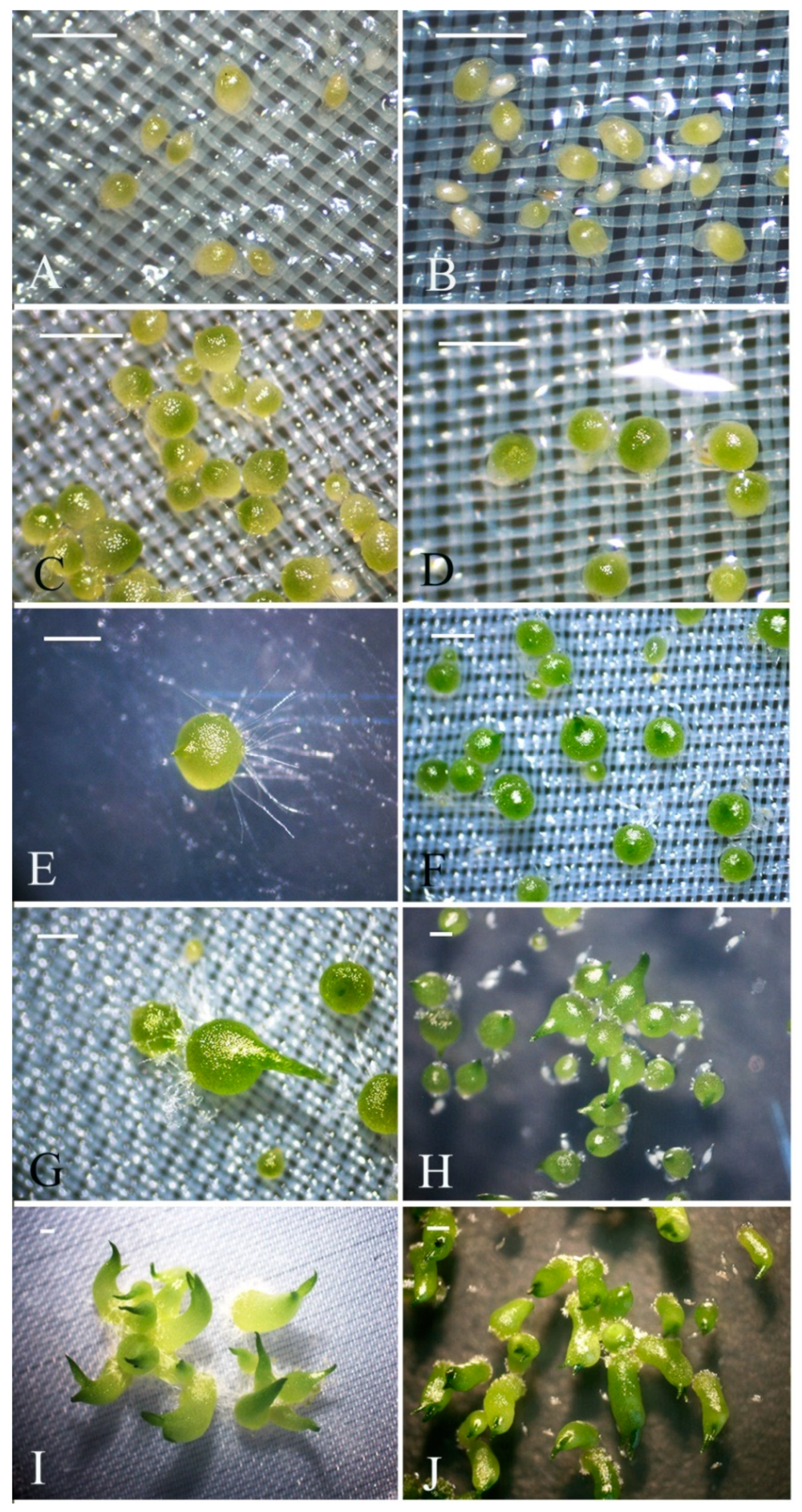 Ijms 21 06104 g001 Ijms 21 06104 g001