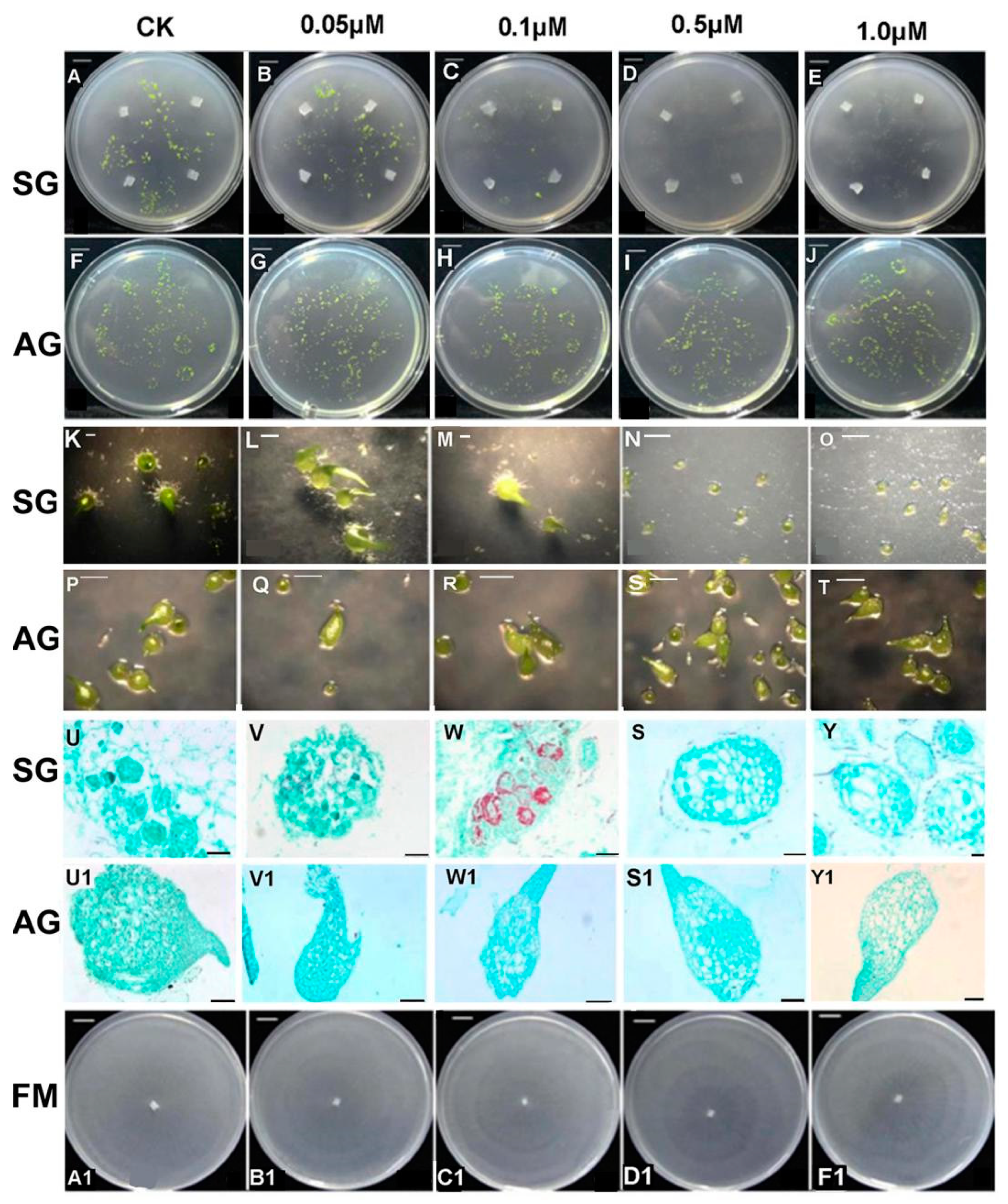 Ijms 21 06104 g003 Ijms 21 06104 g003