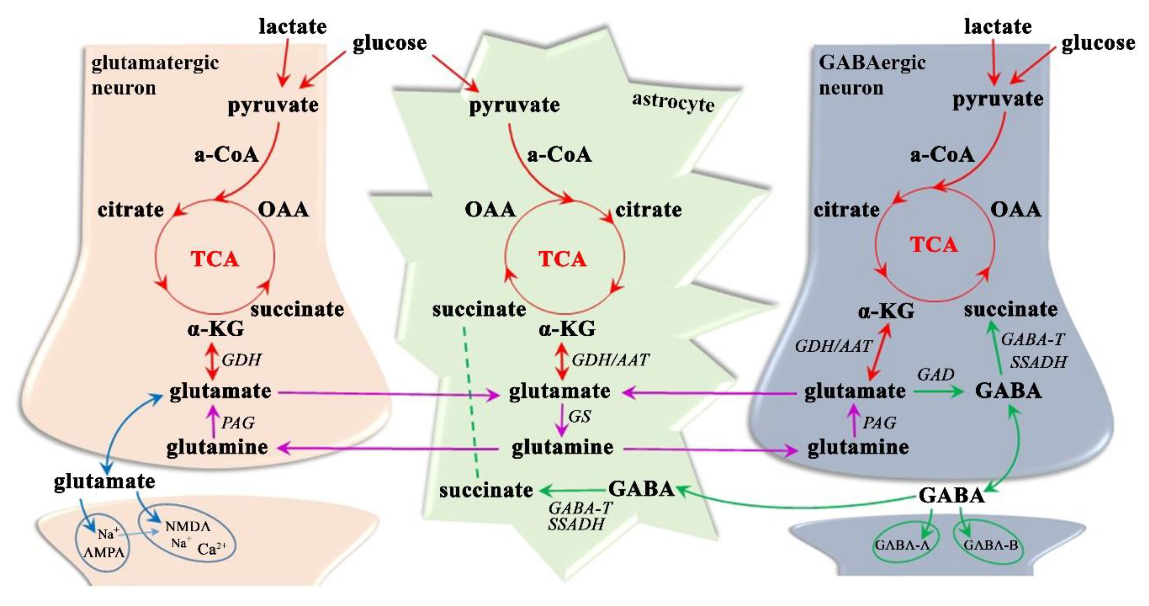 Ijms 21 06117 g004 Ijms 21 06117 g004