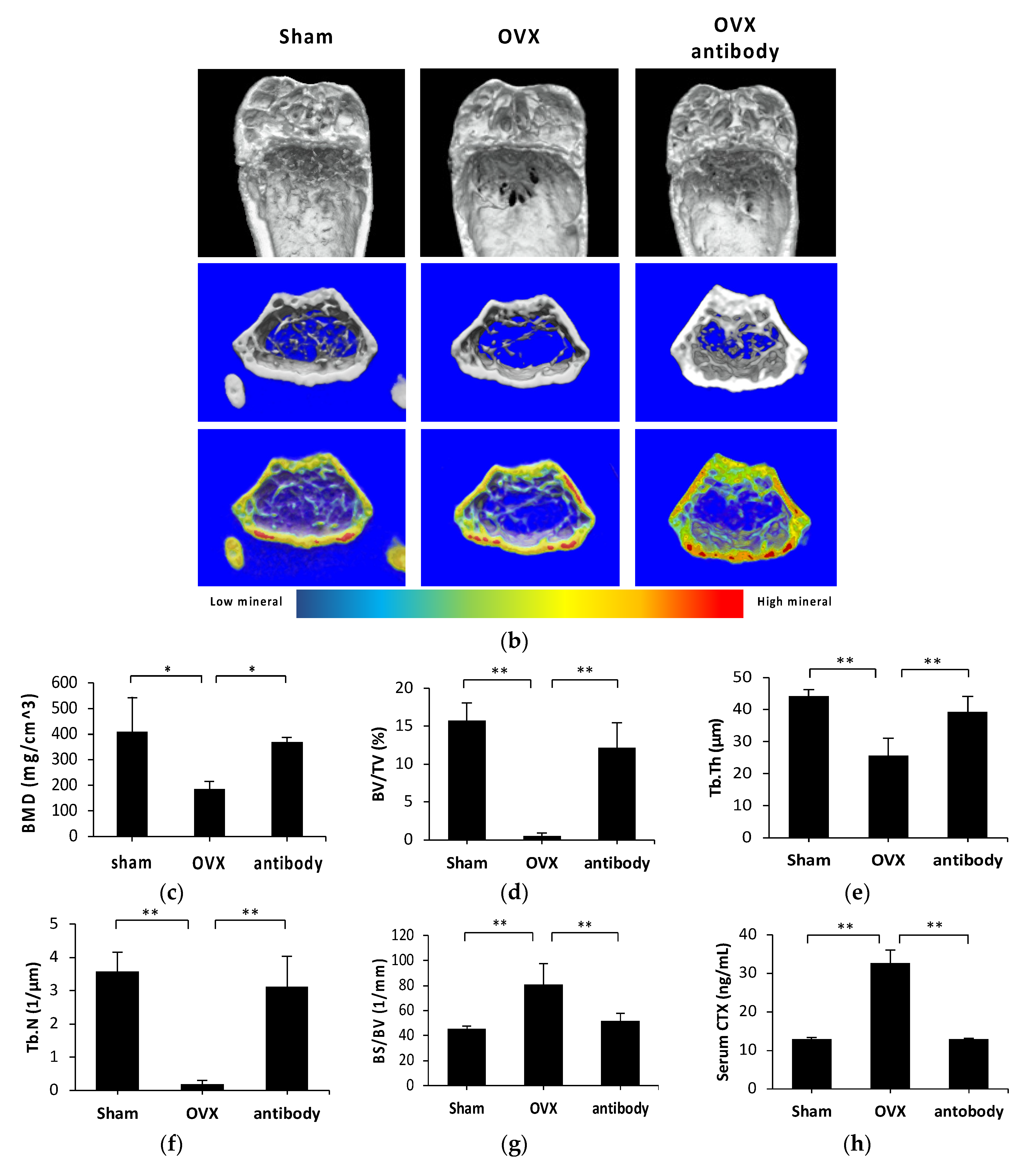 Ijms 21 06120 g003b Ijms 21 06120 g003b