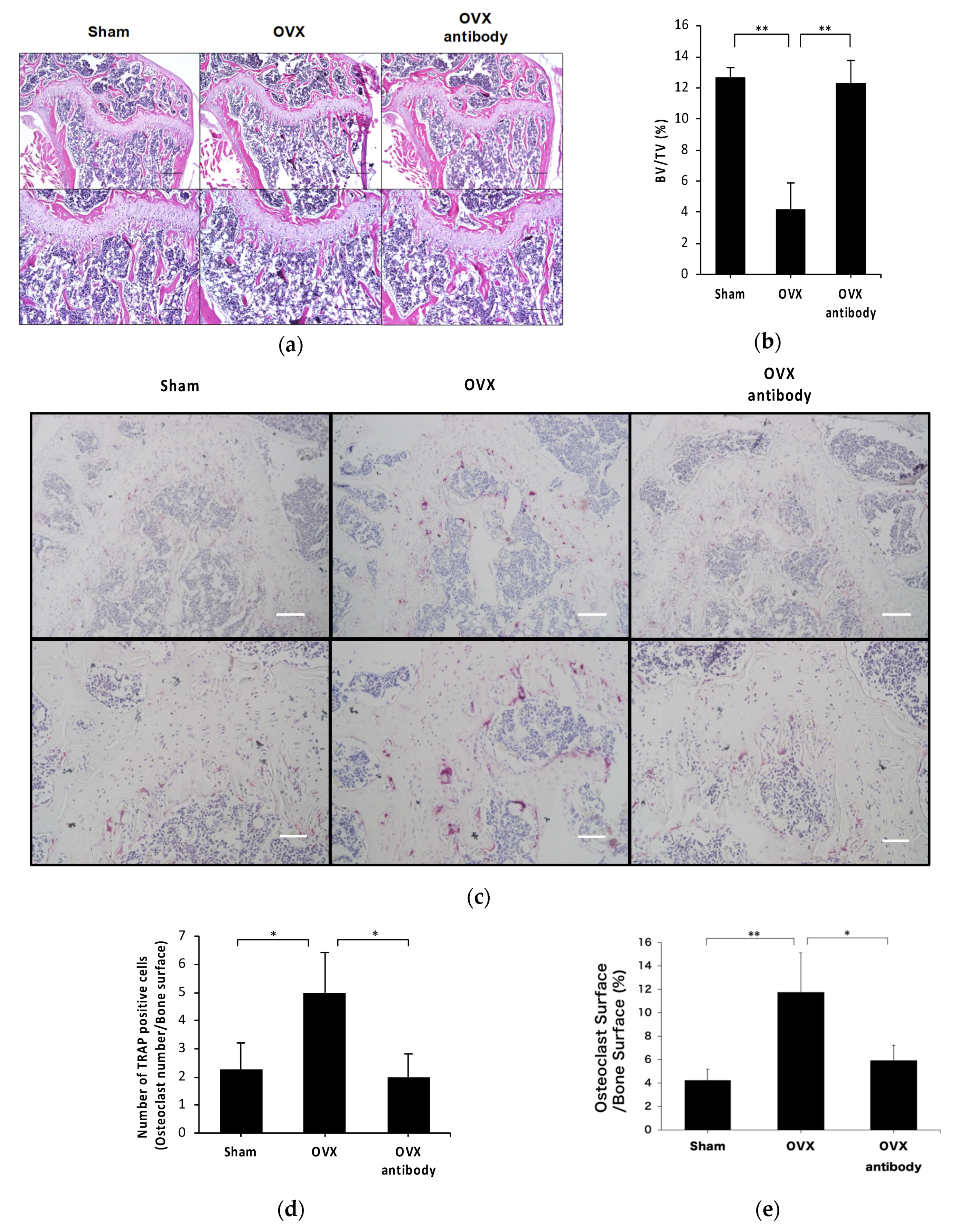 Ijms 21 06120 g004 Ijms 21 06120 g004