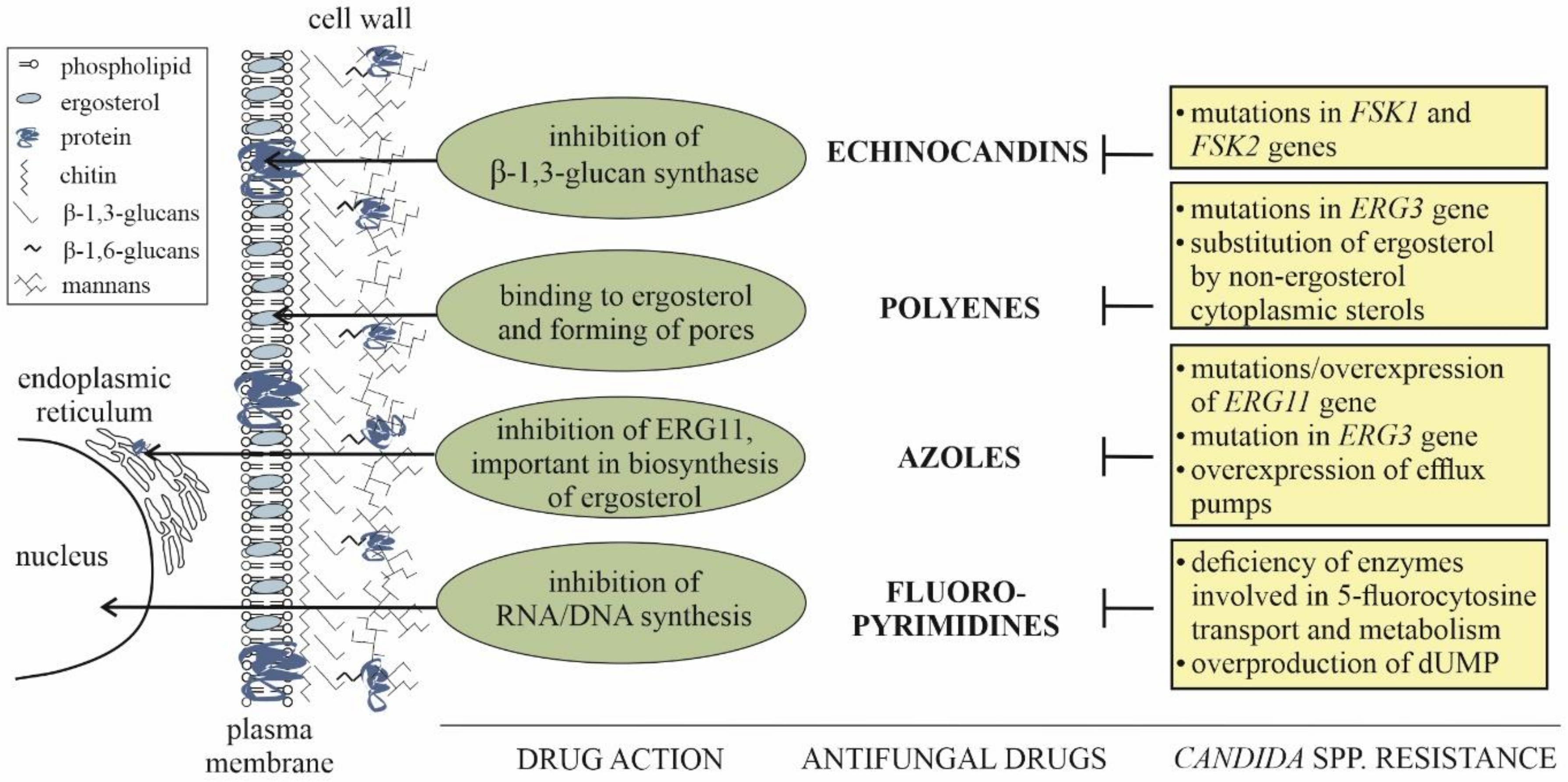 Ijms 21 06131 g001 Ijms 21 06131 g001