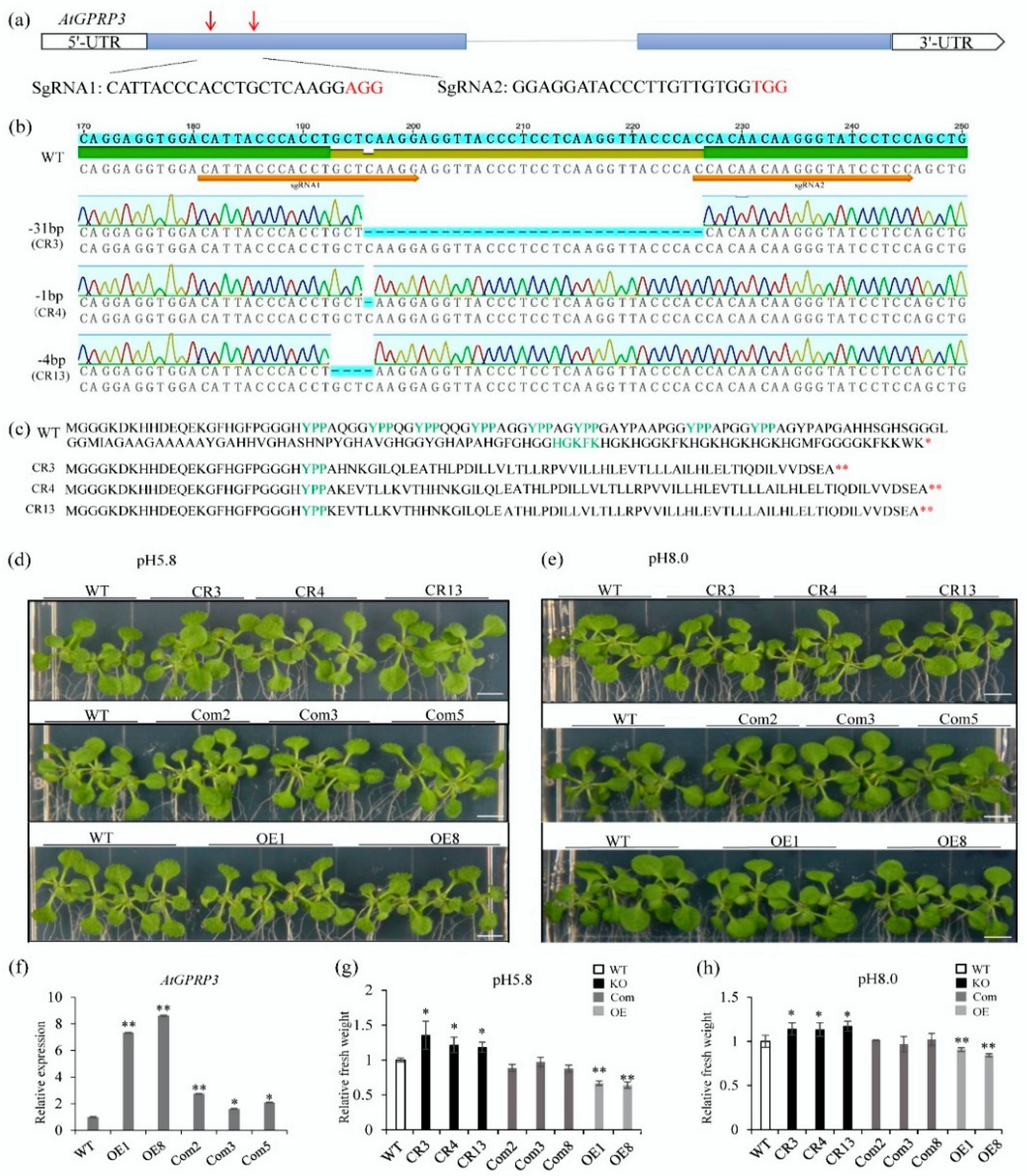 Ijms 21 06168 g003 Ijms 21 06168 g003