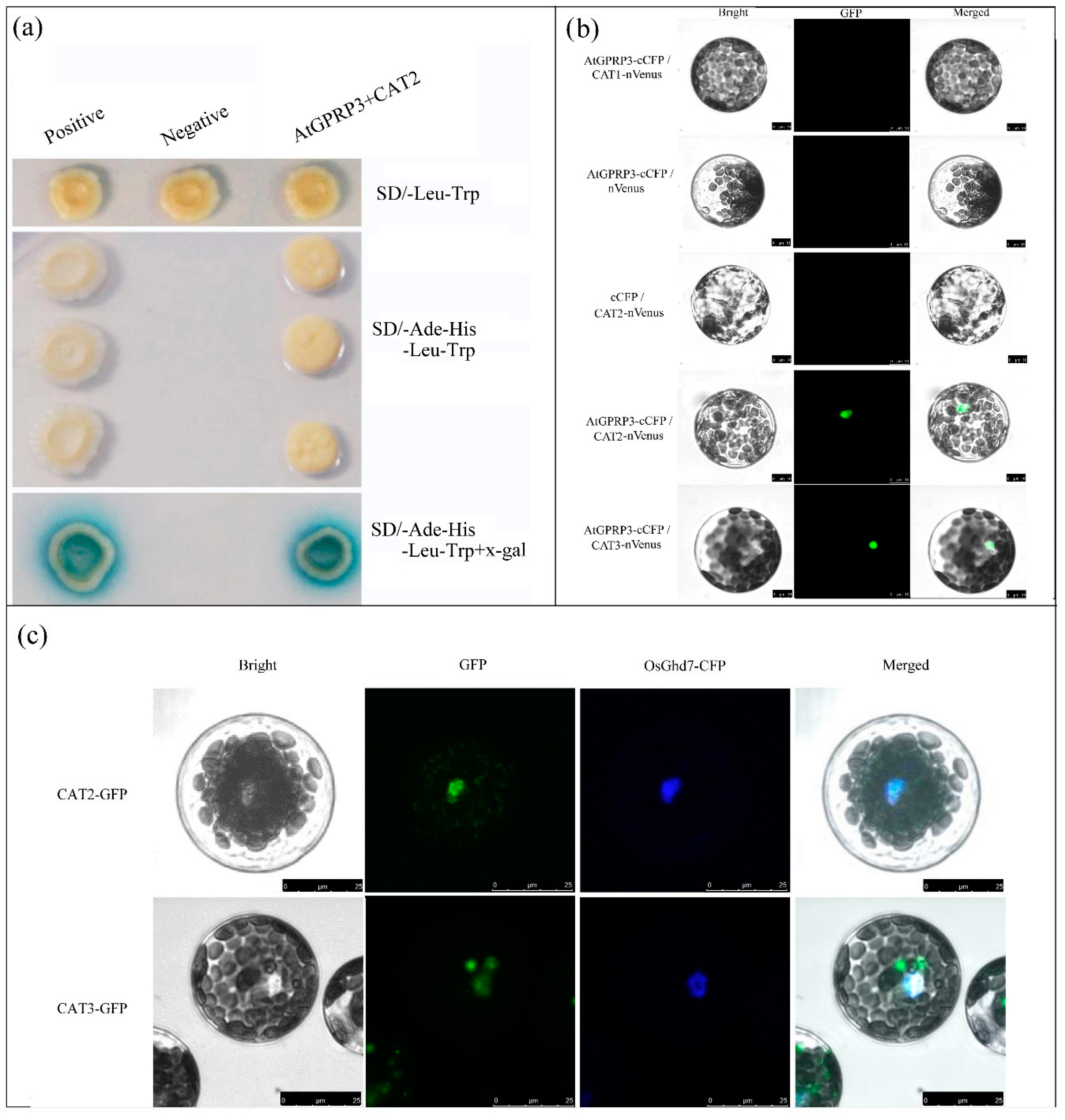Ijms 21 06168 g004 Ijms 21 06168 g004