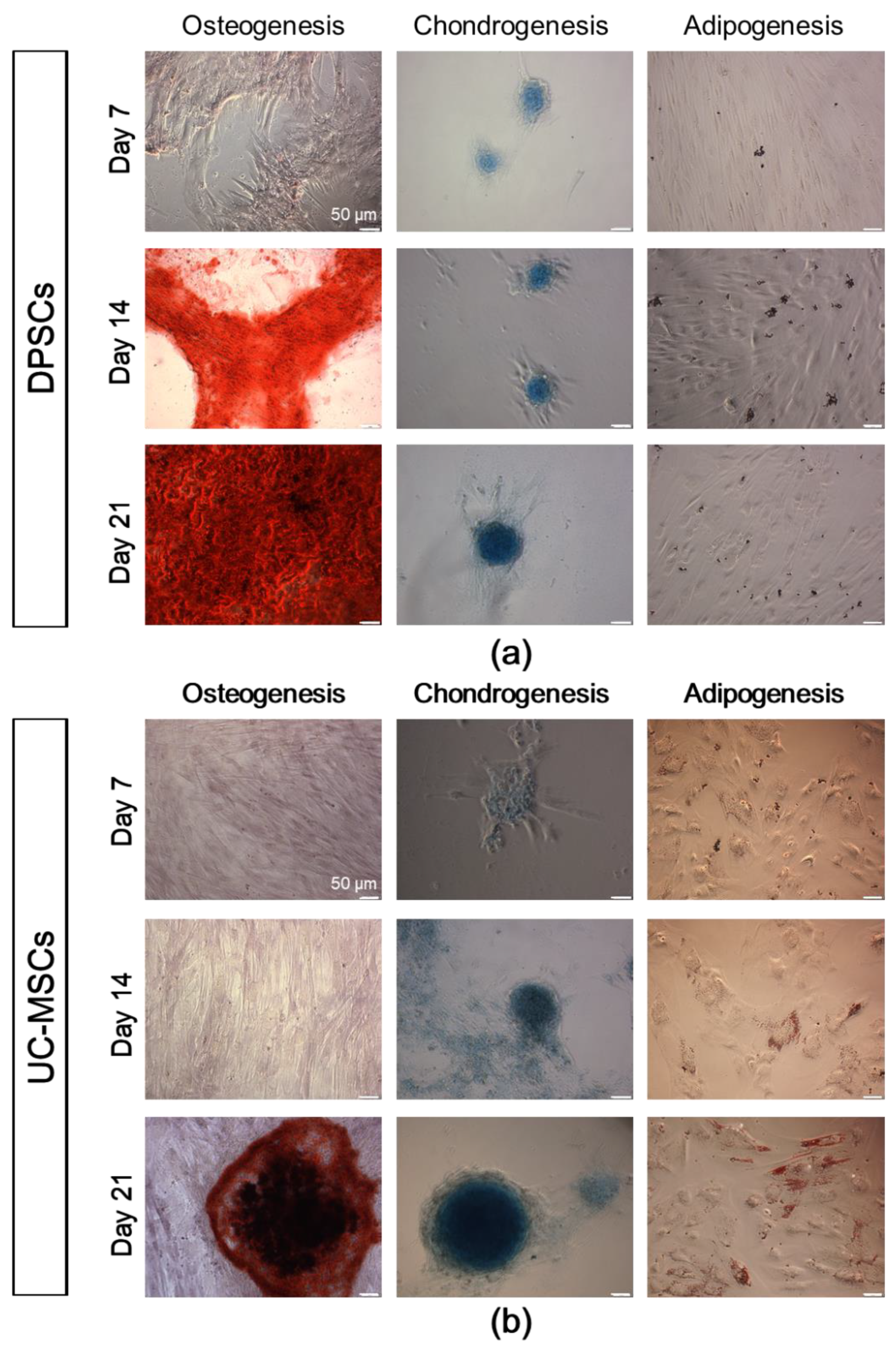 Ijms 21 06172 g004 Ijms 21 06172 g004