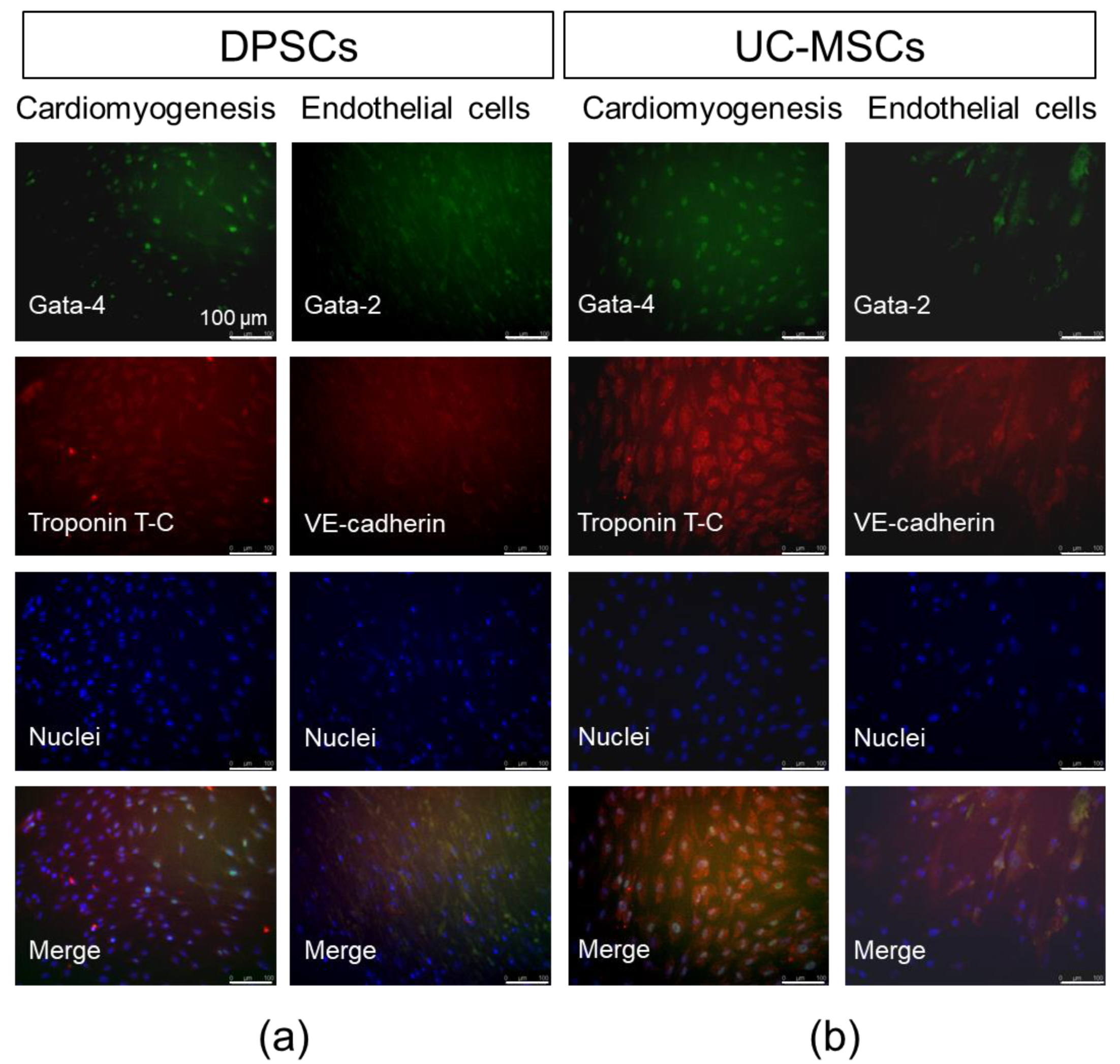 Ijms 21 06172 g006 Ijms 21 06172 g006