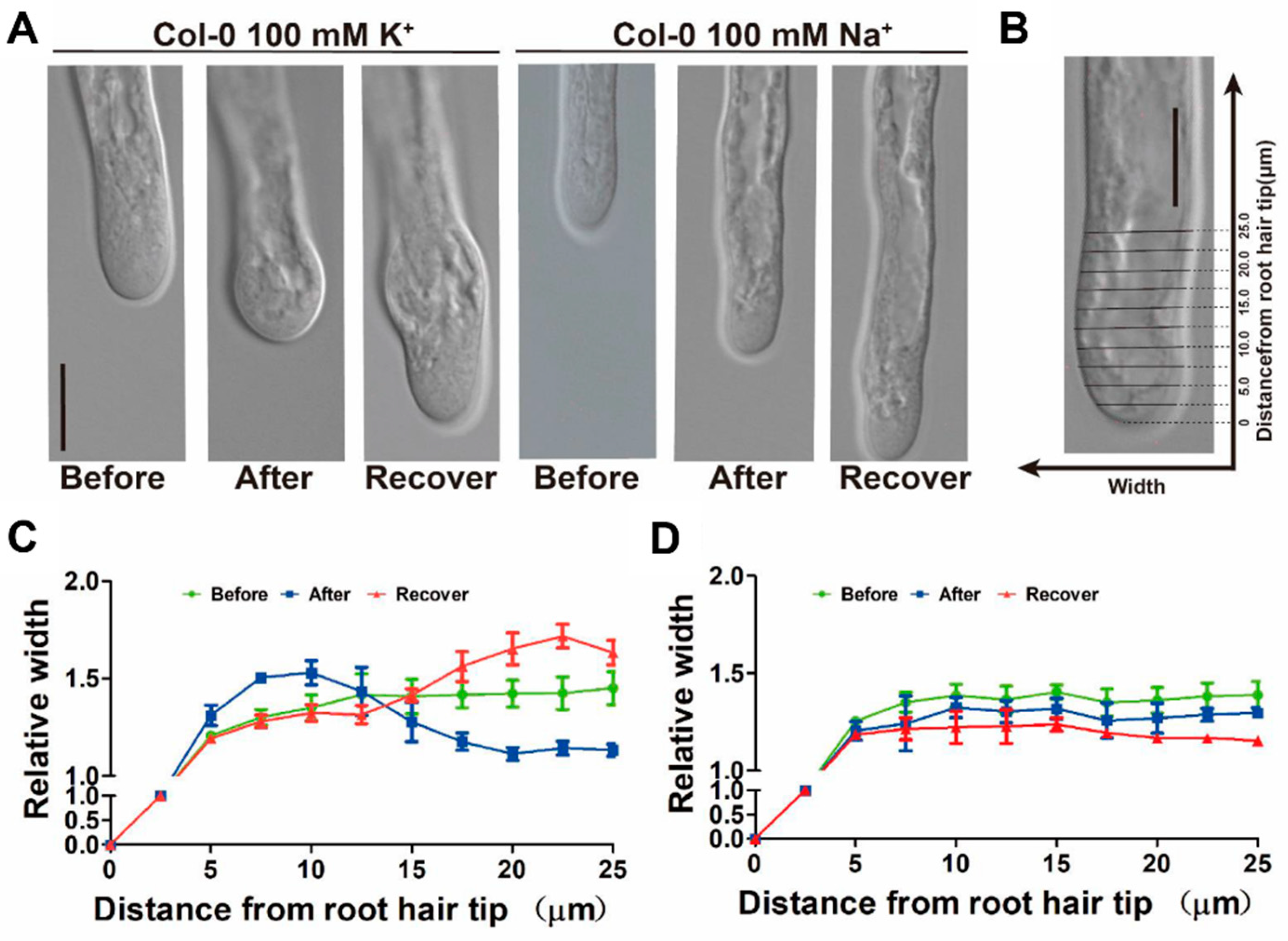 Ijms 21 06184 g004 Ijms 21 06184 g004