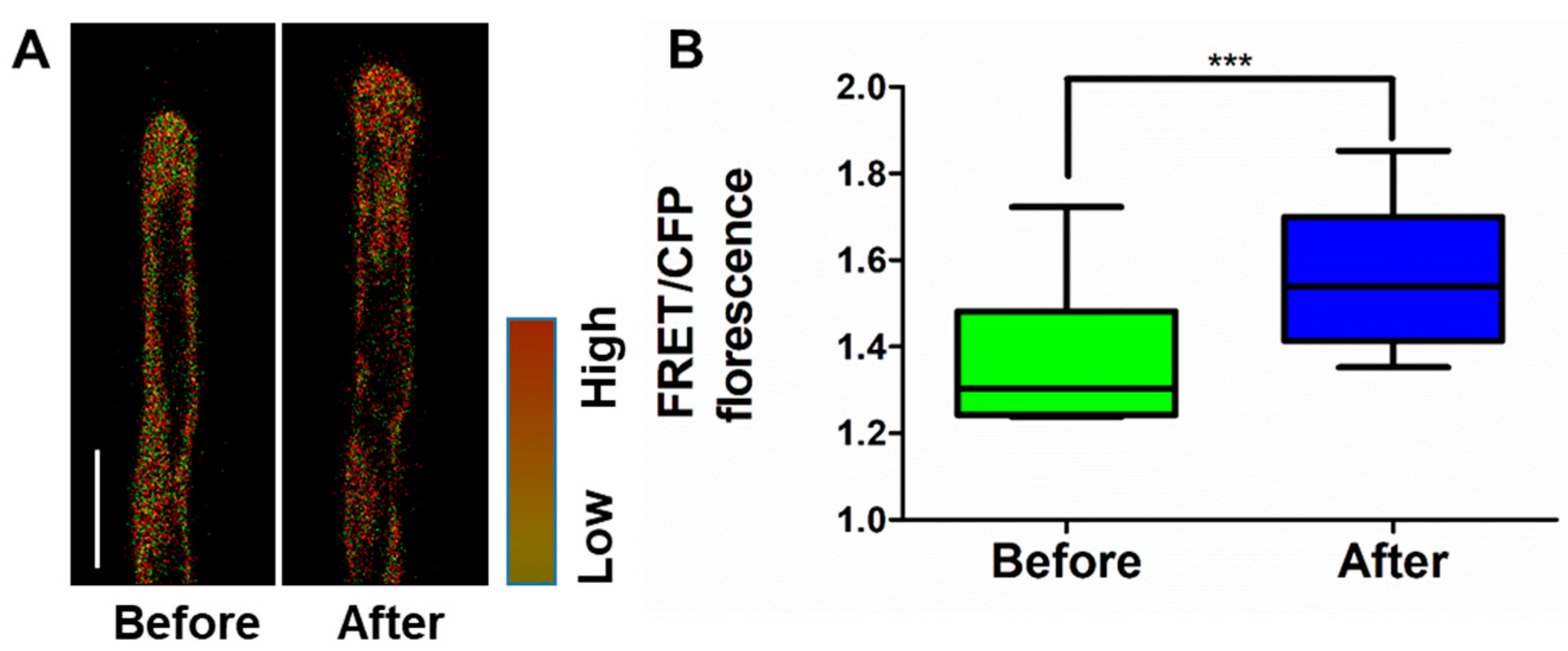 Ijms 21 06184 g005 Ijms 21 06184 g005