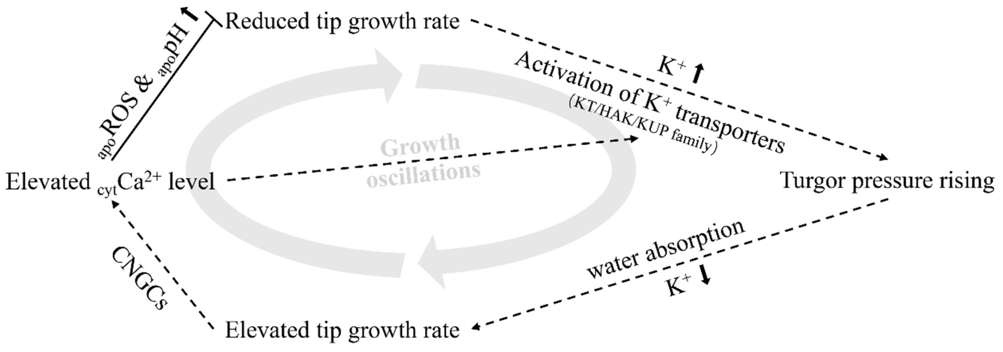 Ijms 21 06184 g006 Ijms 21 06184 g006