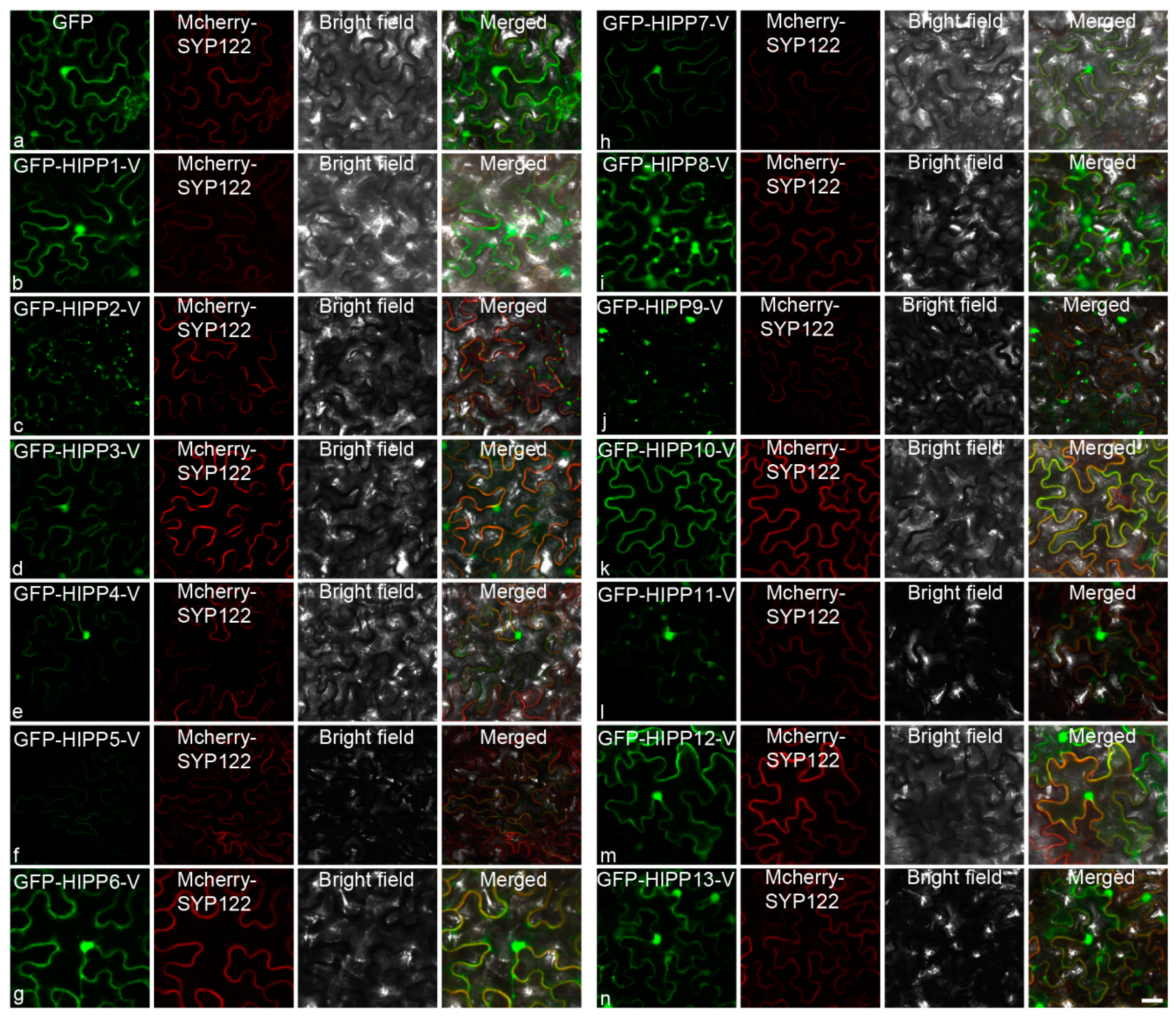 Ijms 21 06191 g005 Ijms 21 06191 g005