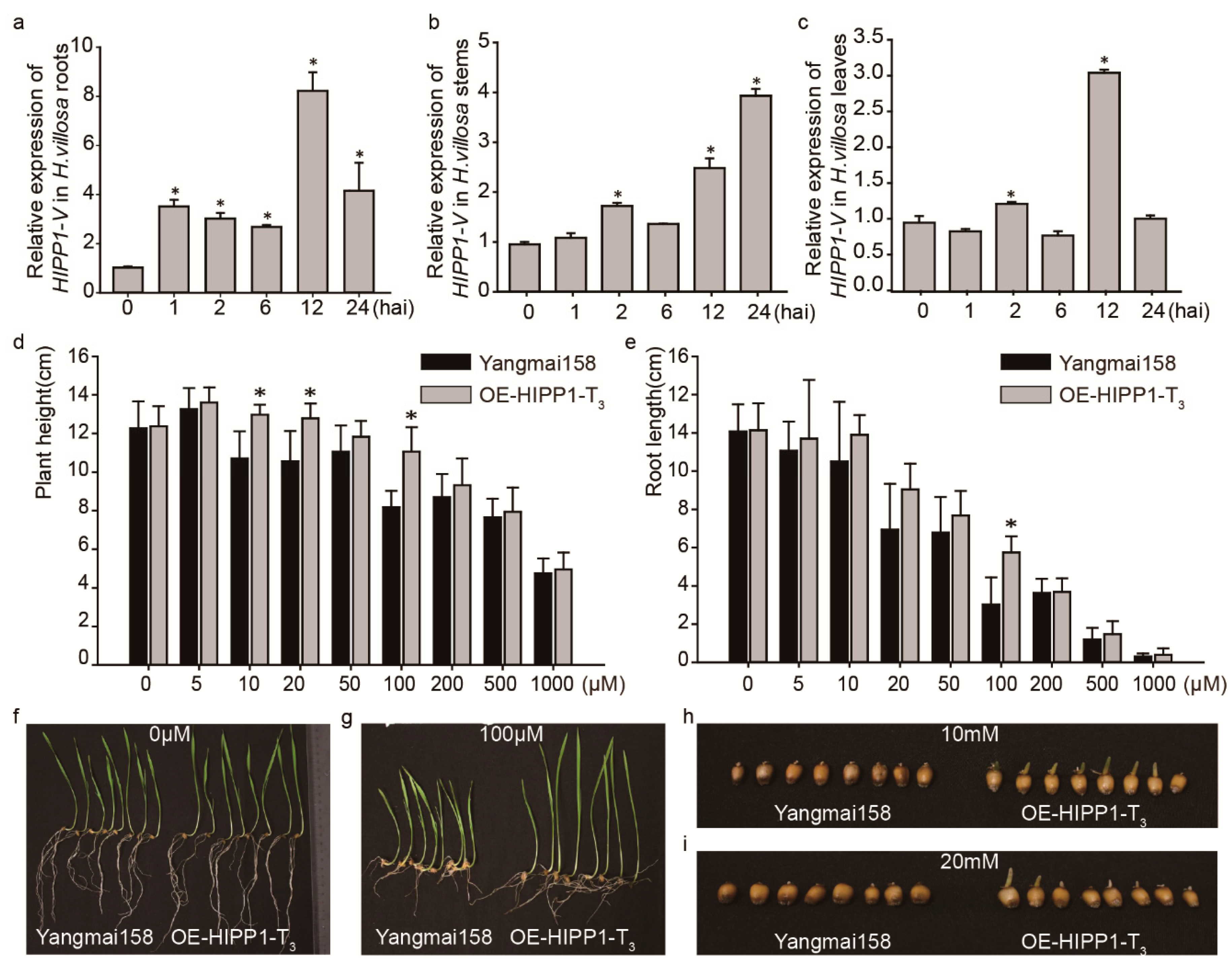 Ijms 21 06191 g006 Ijms 21 06191 g006
