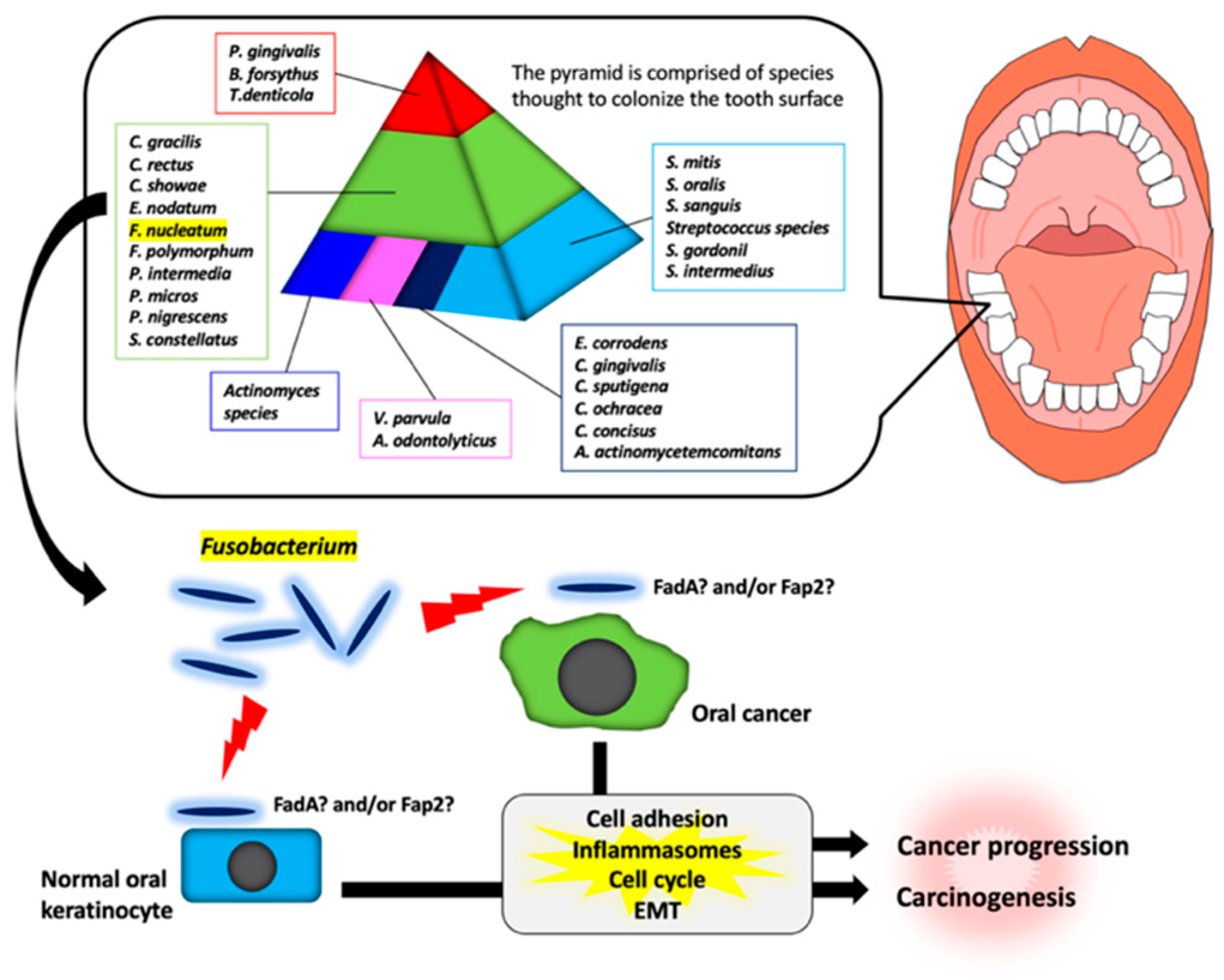 Ijms 21 06207 g001 Ijms 21 06207 g001