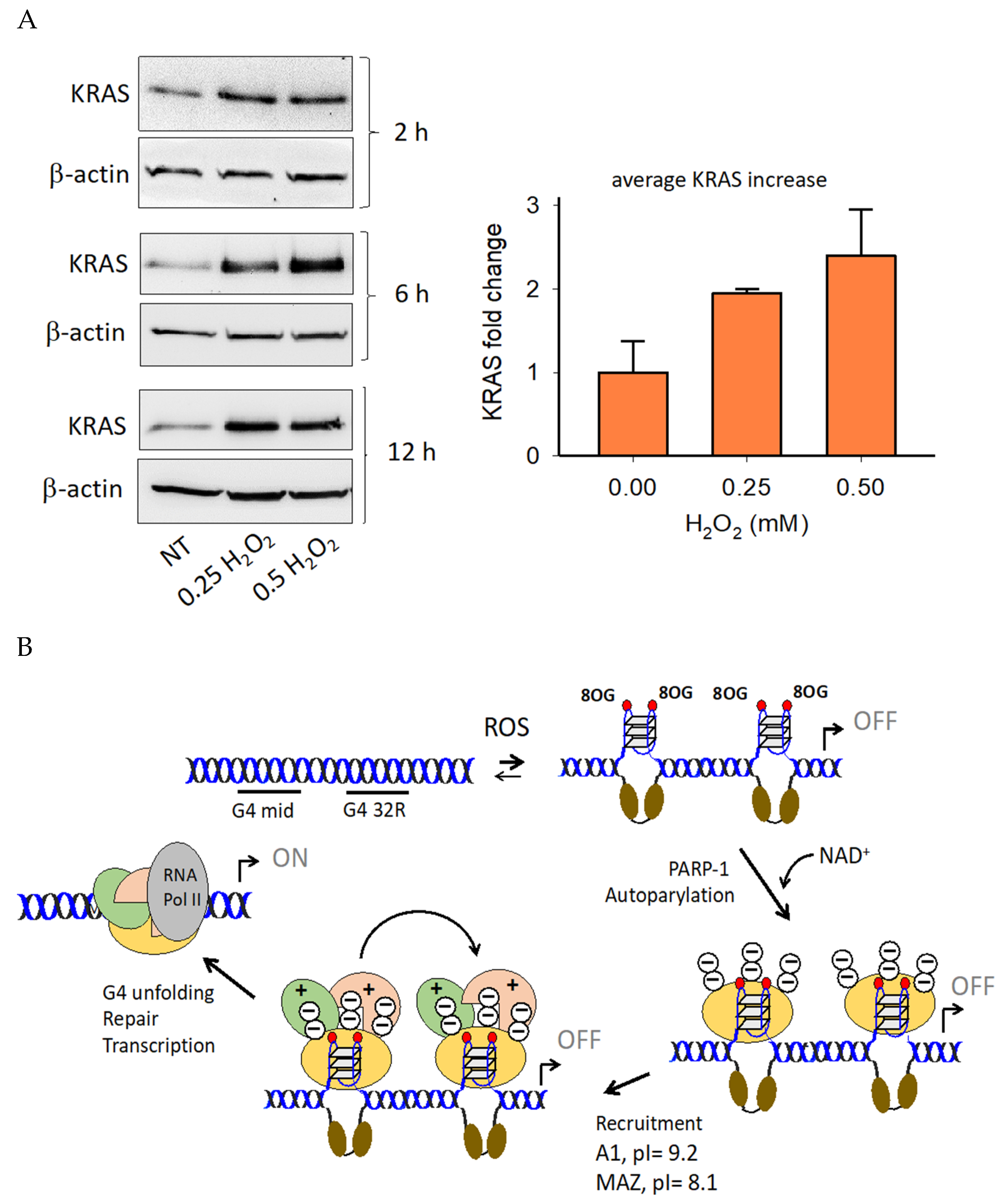 Ijms 21 06237 g008 Ijms 21 06237 g008