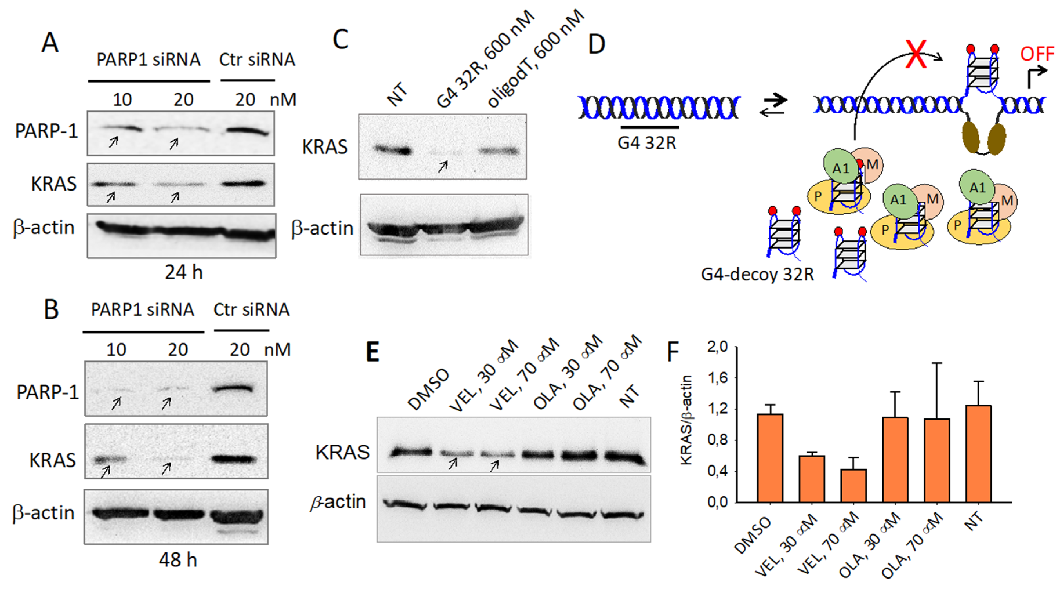 Ijms 21 06237 g009 Ijms 21 06237 g009