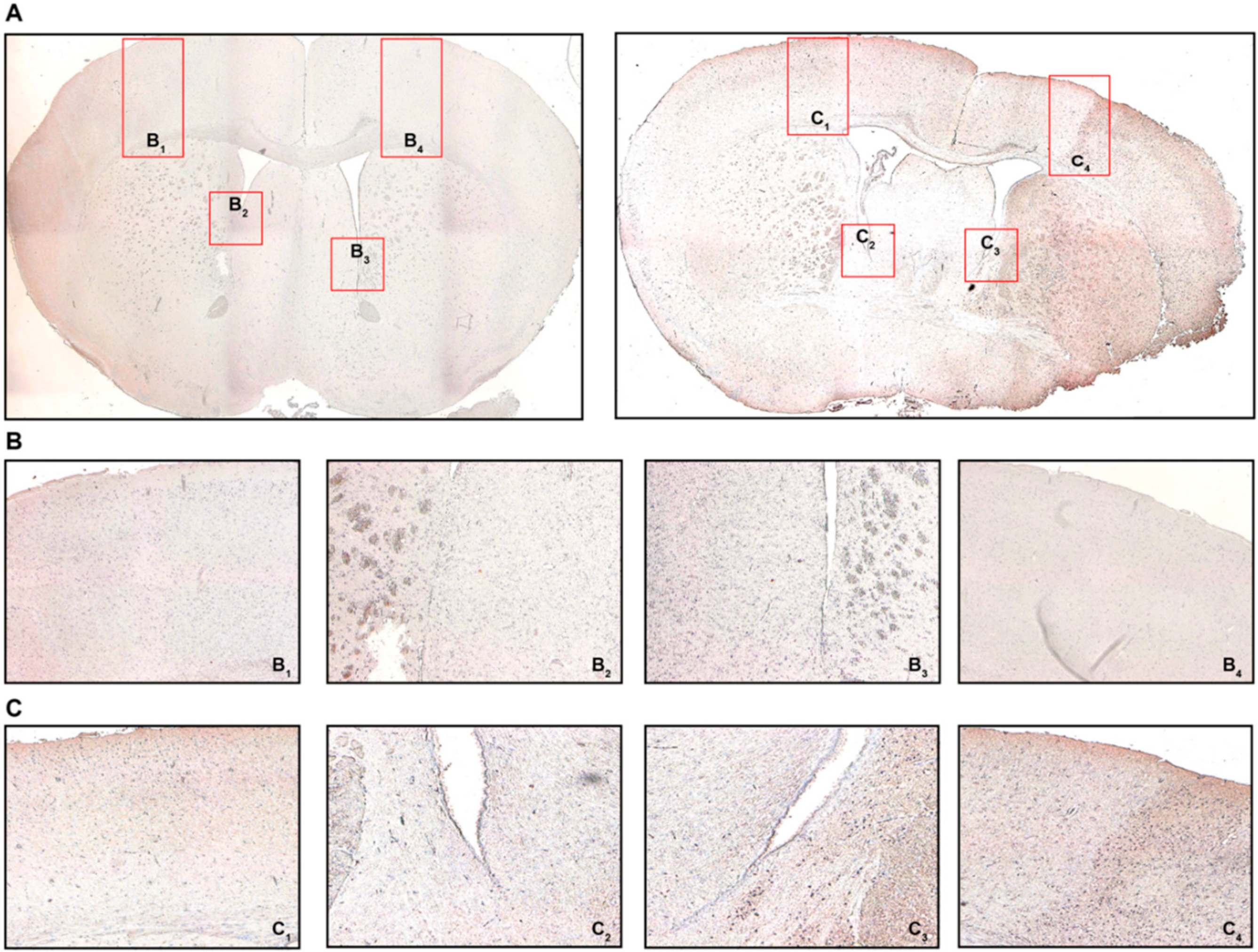 Ijms 21 06242 g004 Ijms 21 06242 g004