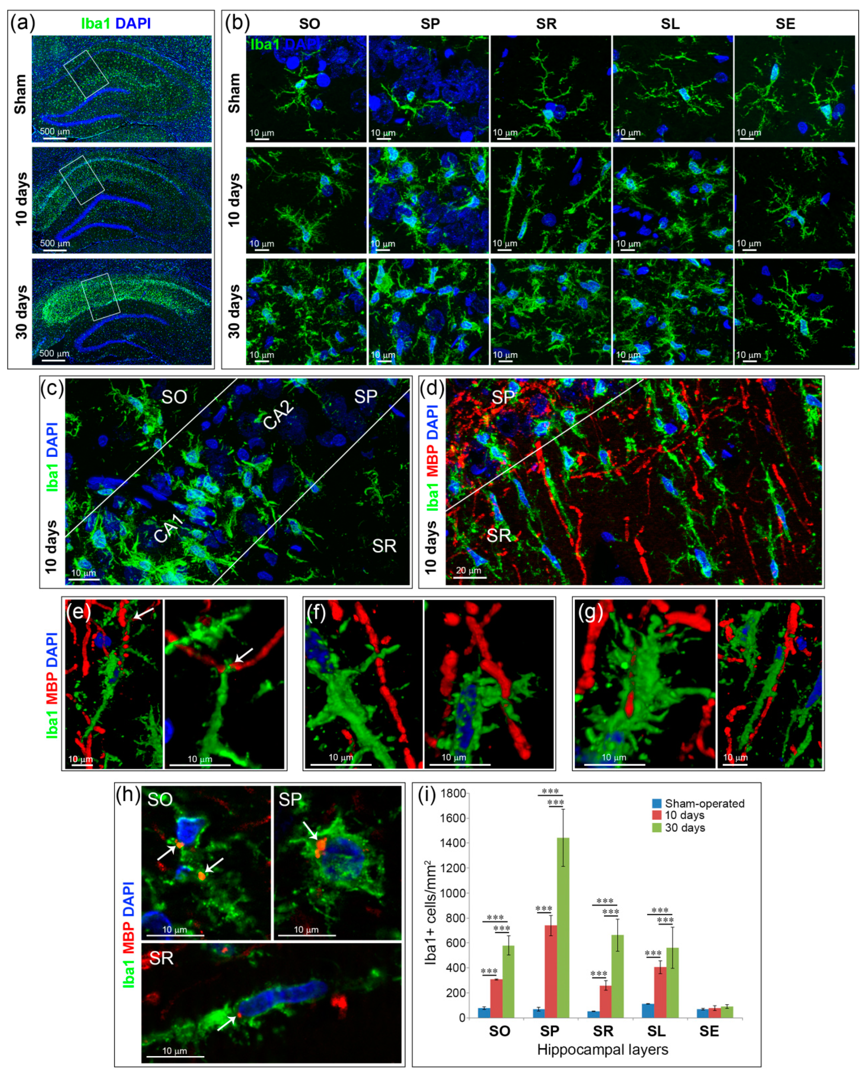 Ijms 21 06246 g002 Ijms 21 06246 g002