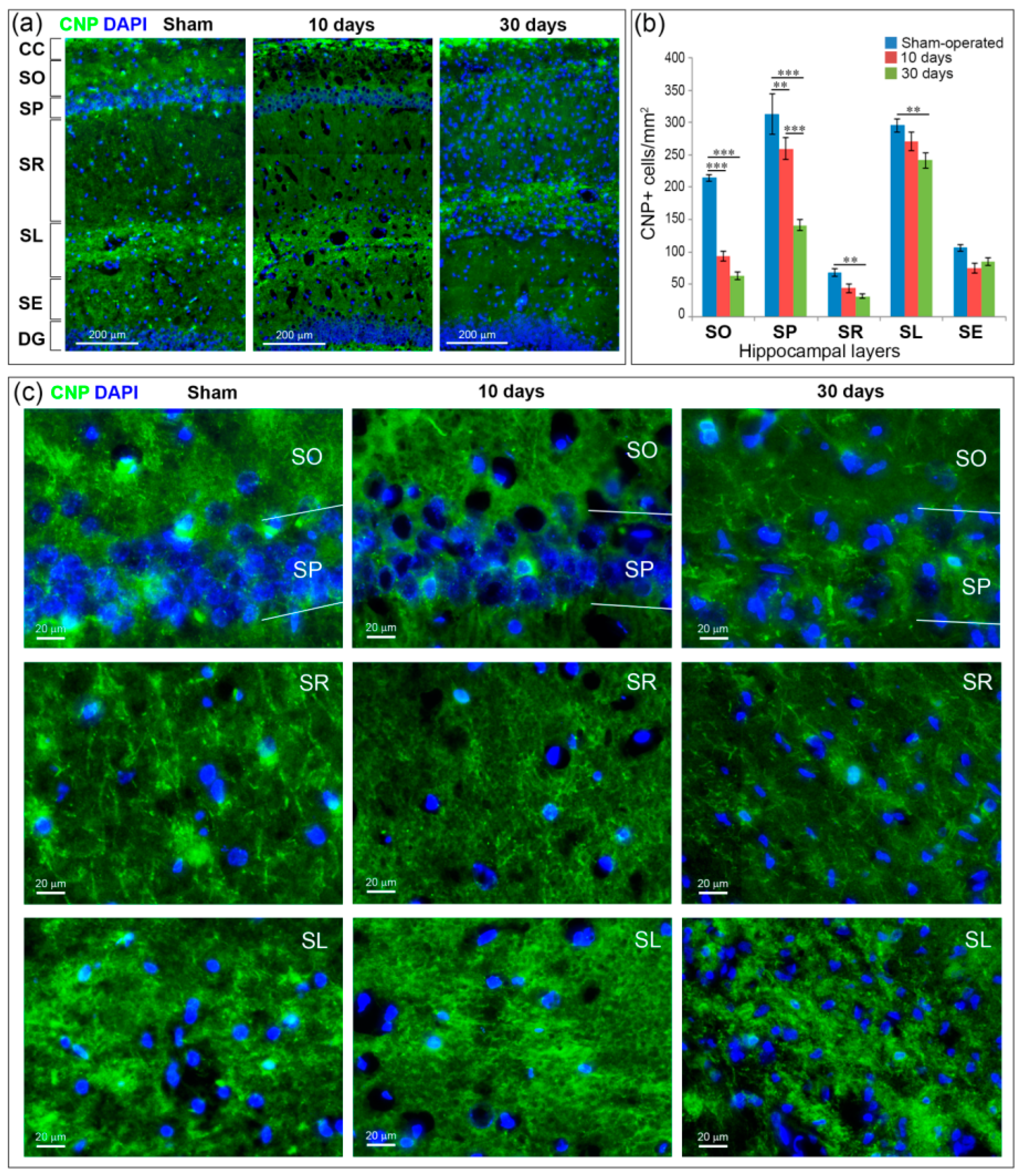 Ijms 21 06246 g005 Ijms 21 06246 g005