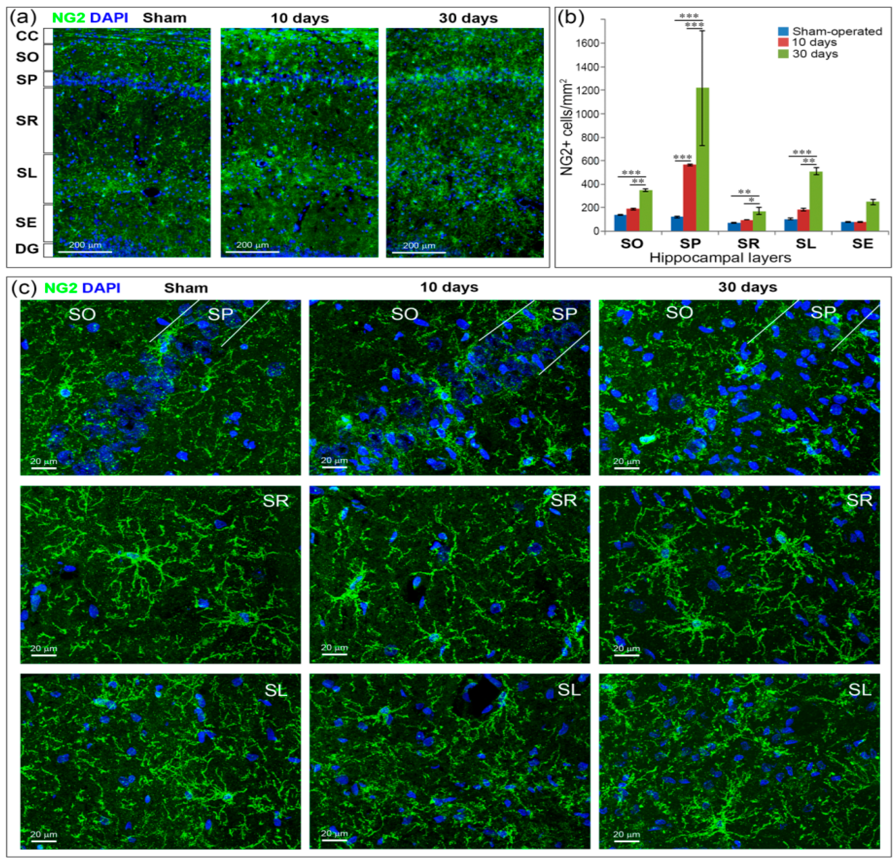 Ijms 21 06246 g006 Ijms 21 06246 g006