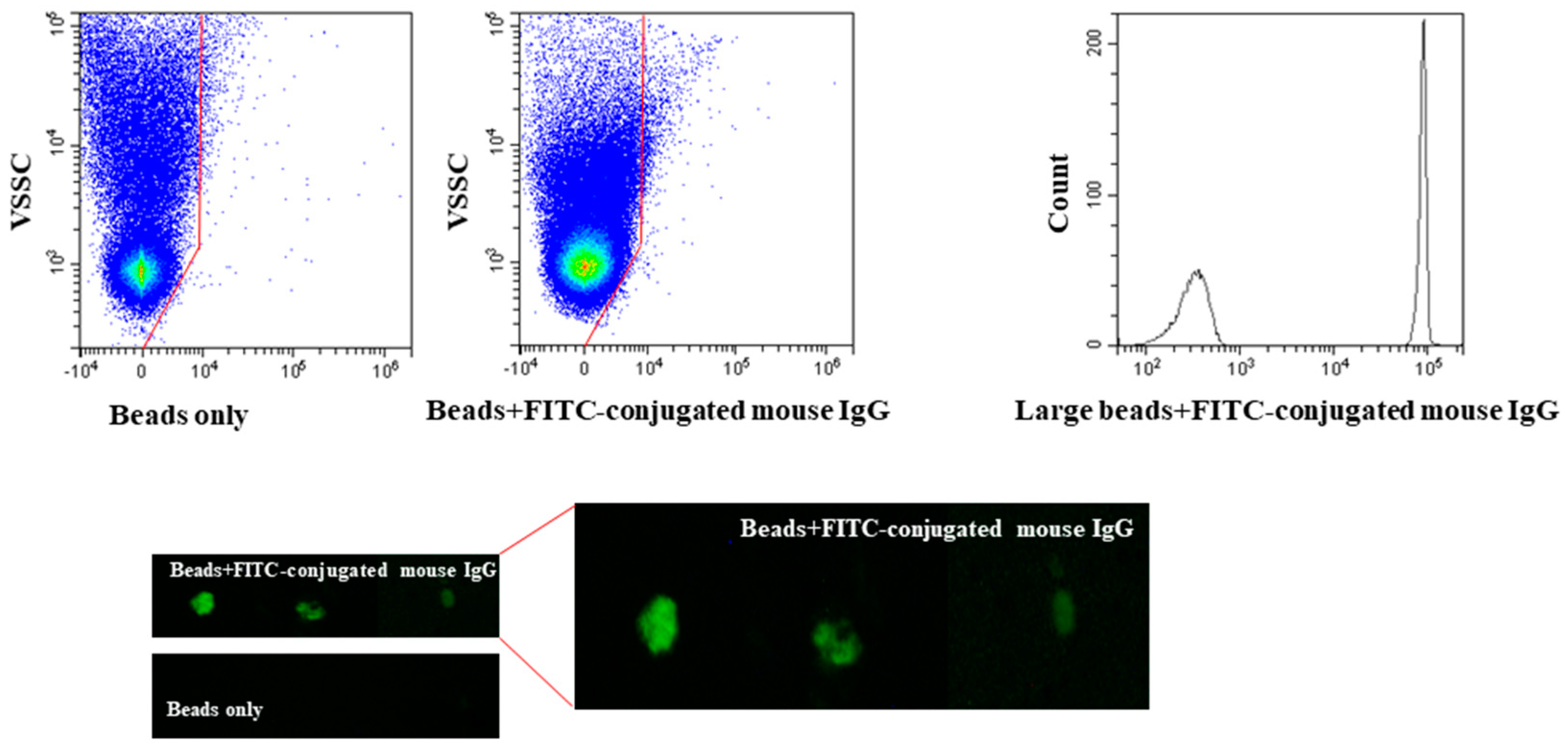 Ijms 21 06257 g003 Ijms 21 06257 g003