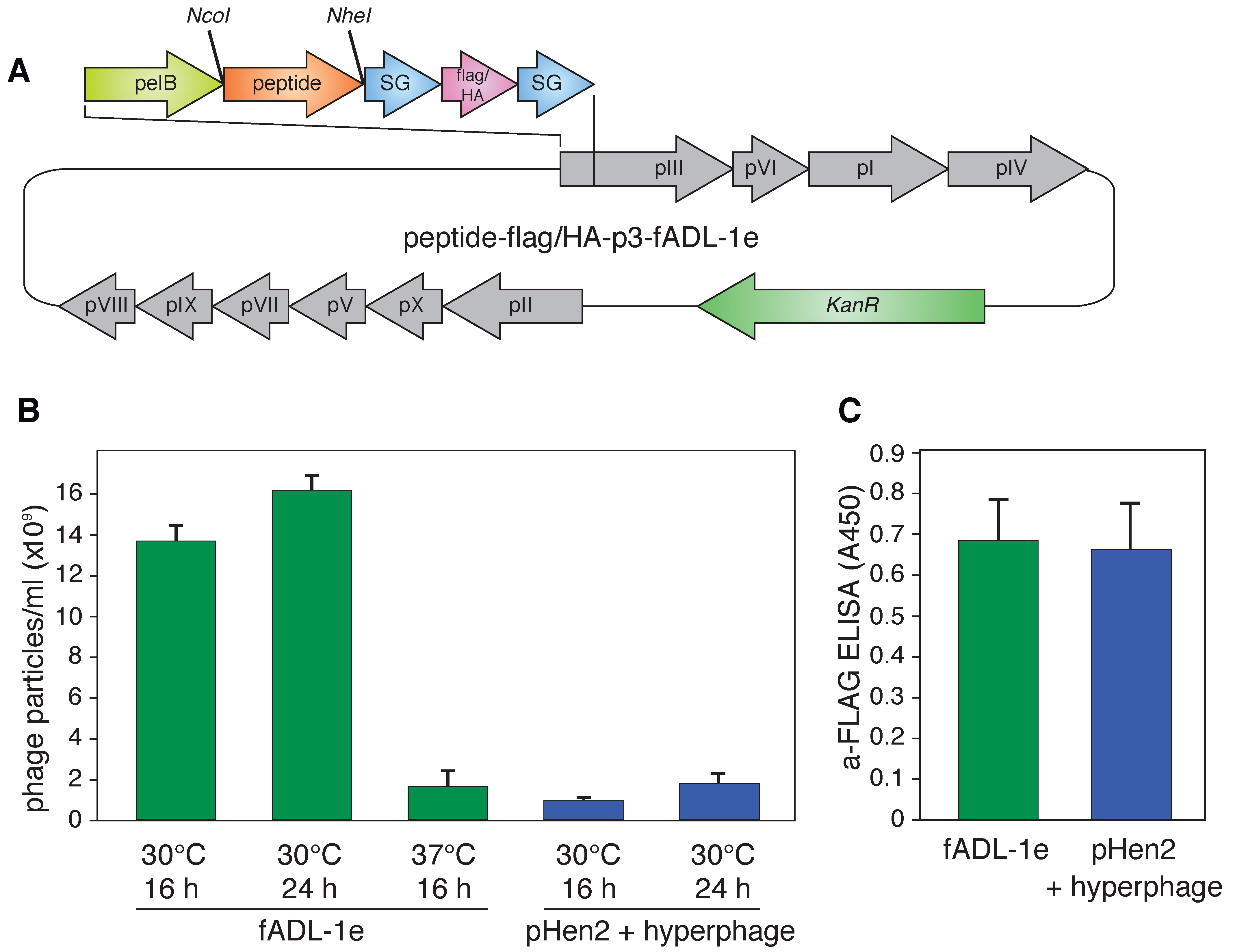 Ijms 21 06258 g001 Ijms 21 06258 g001