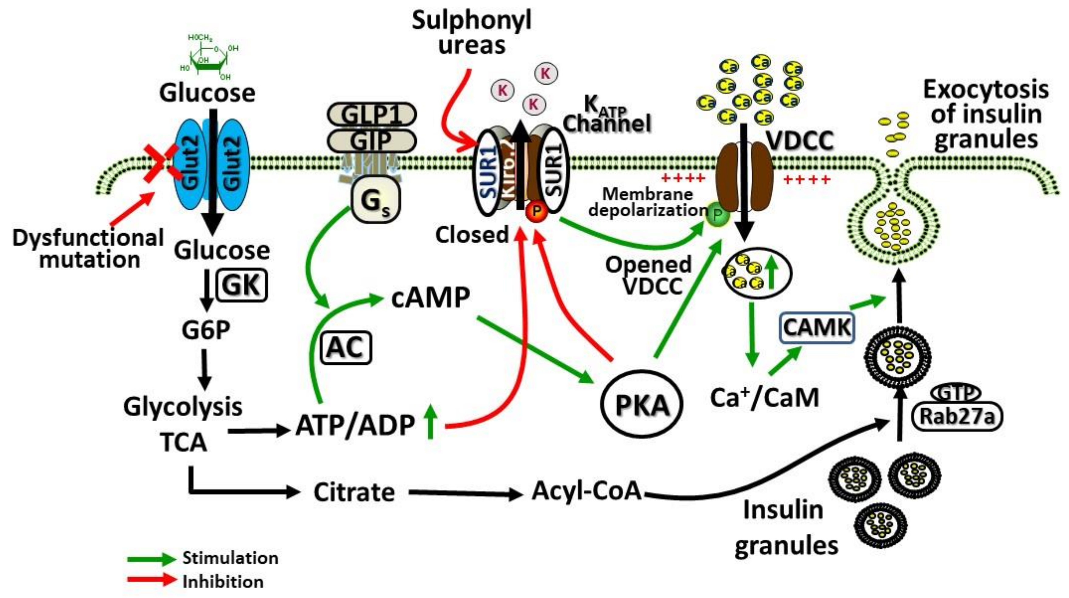 Ijms 21 06286 g001 Ijms 21 06286 g001