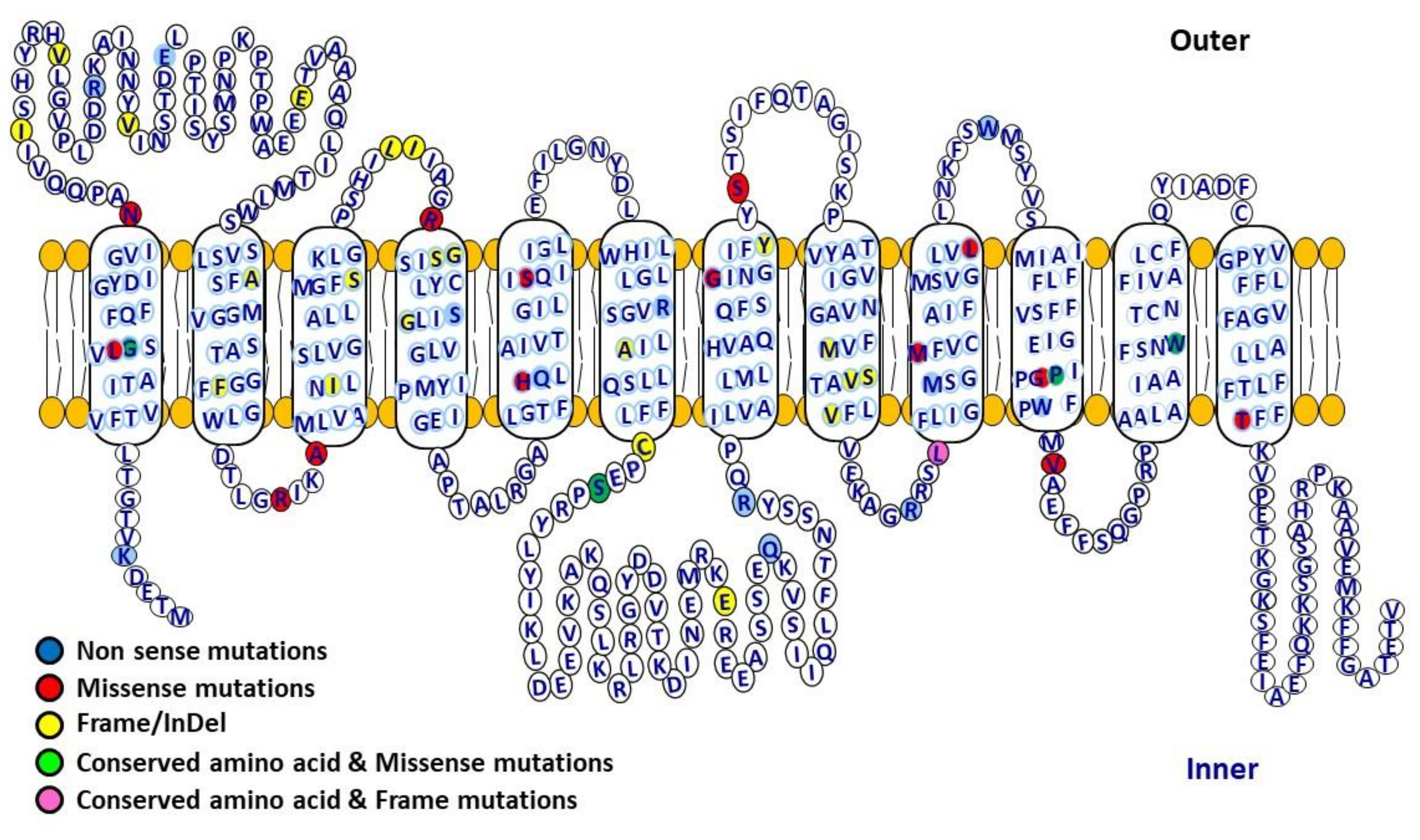 Ijms 21 06286 g003 Ijms 21 06286 g003
