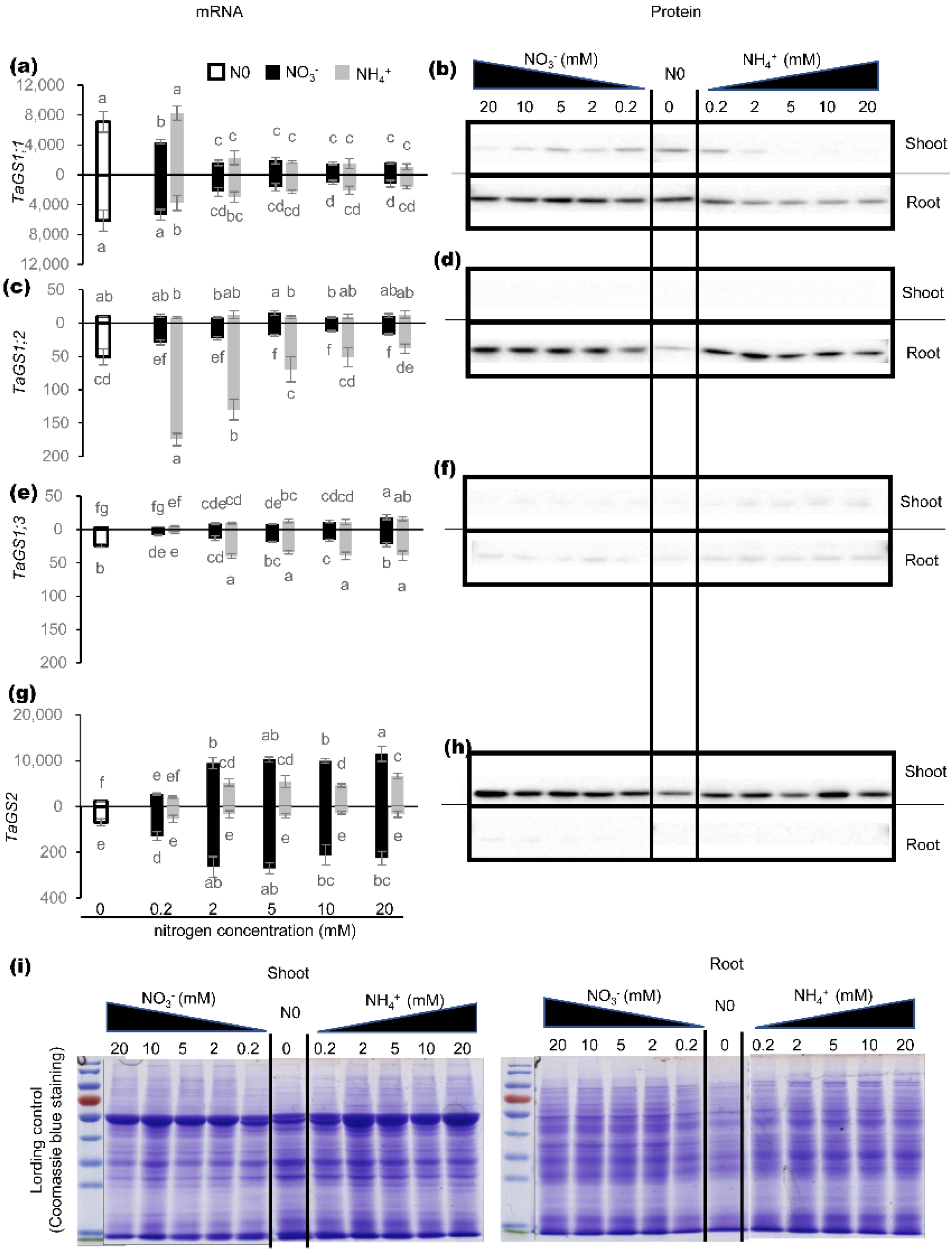 Ijms 21 06299 g001 Ijms 21 06299 g001