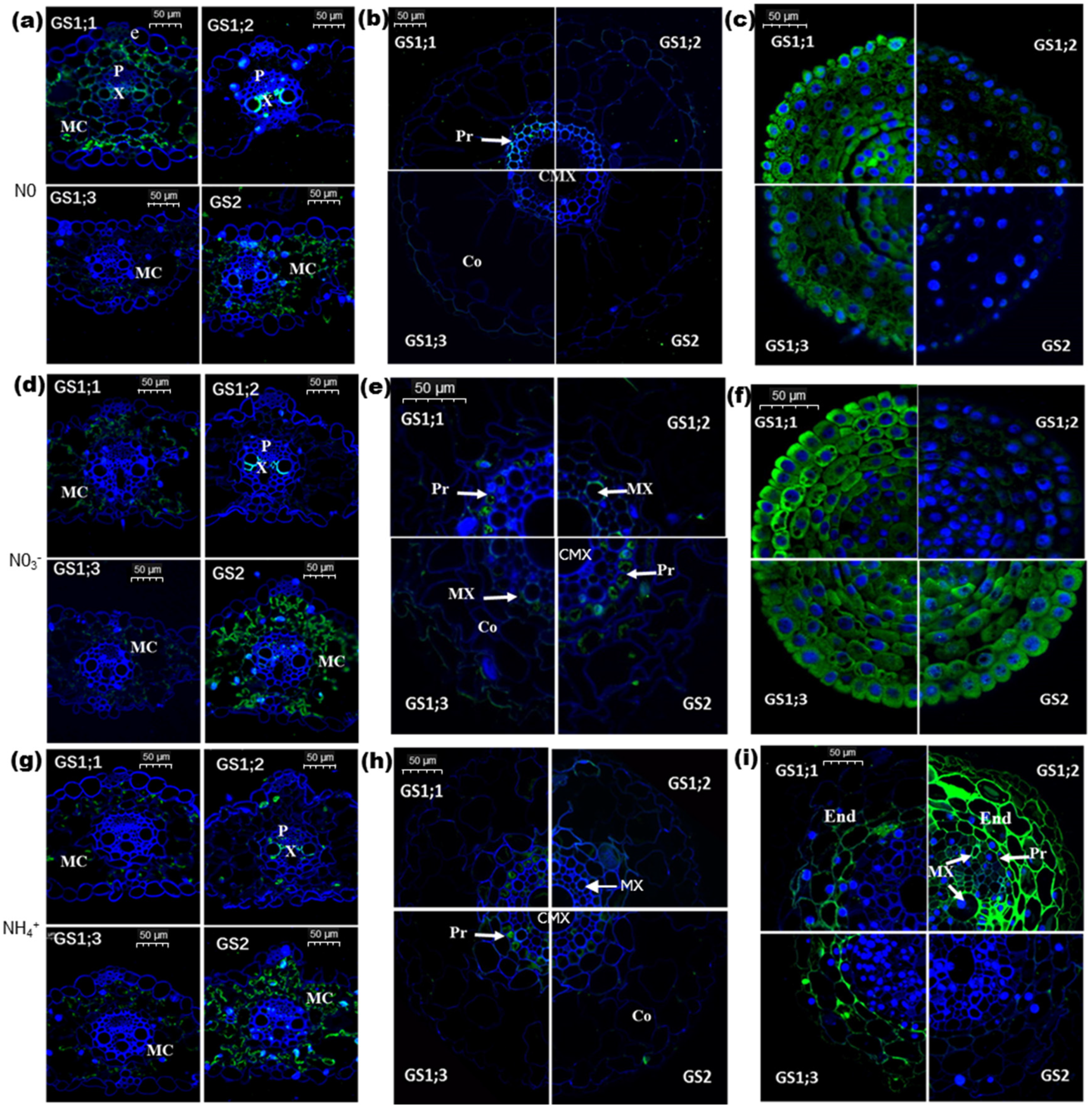 Ijms 21 06299 g002 Ijms 21 06299 g002
