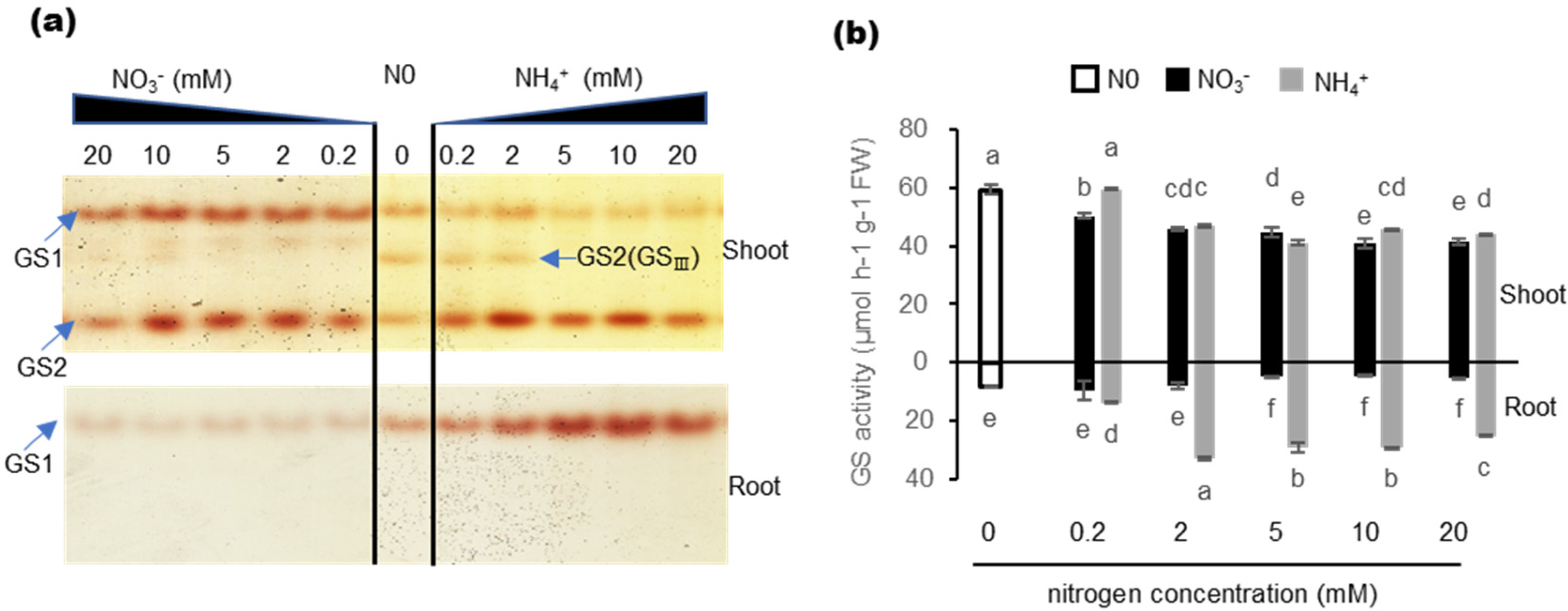 Ijms 21 06299 g003 Ijms 21 06299 g003