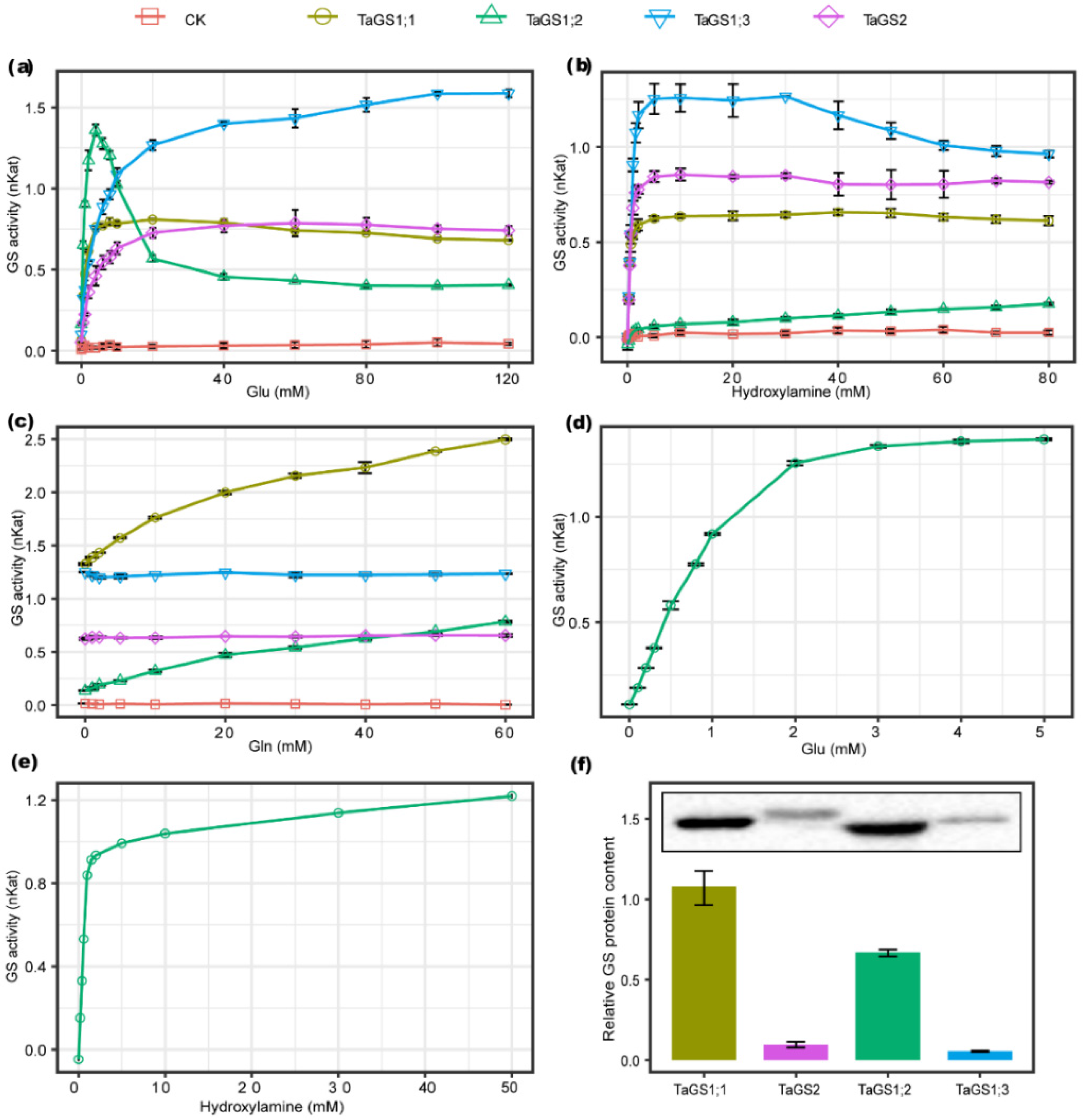 Ijms 21 06299 g004 Ijms 21 06299 g004