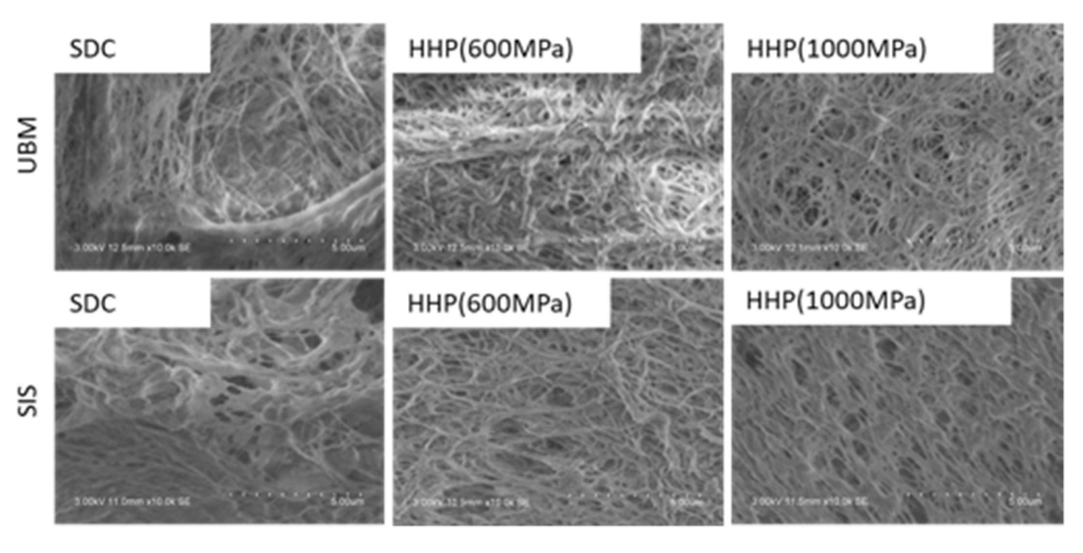 Ijms 21 06304 g005 Ijms 21 06304 g005