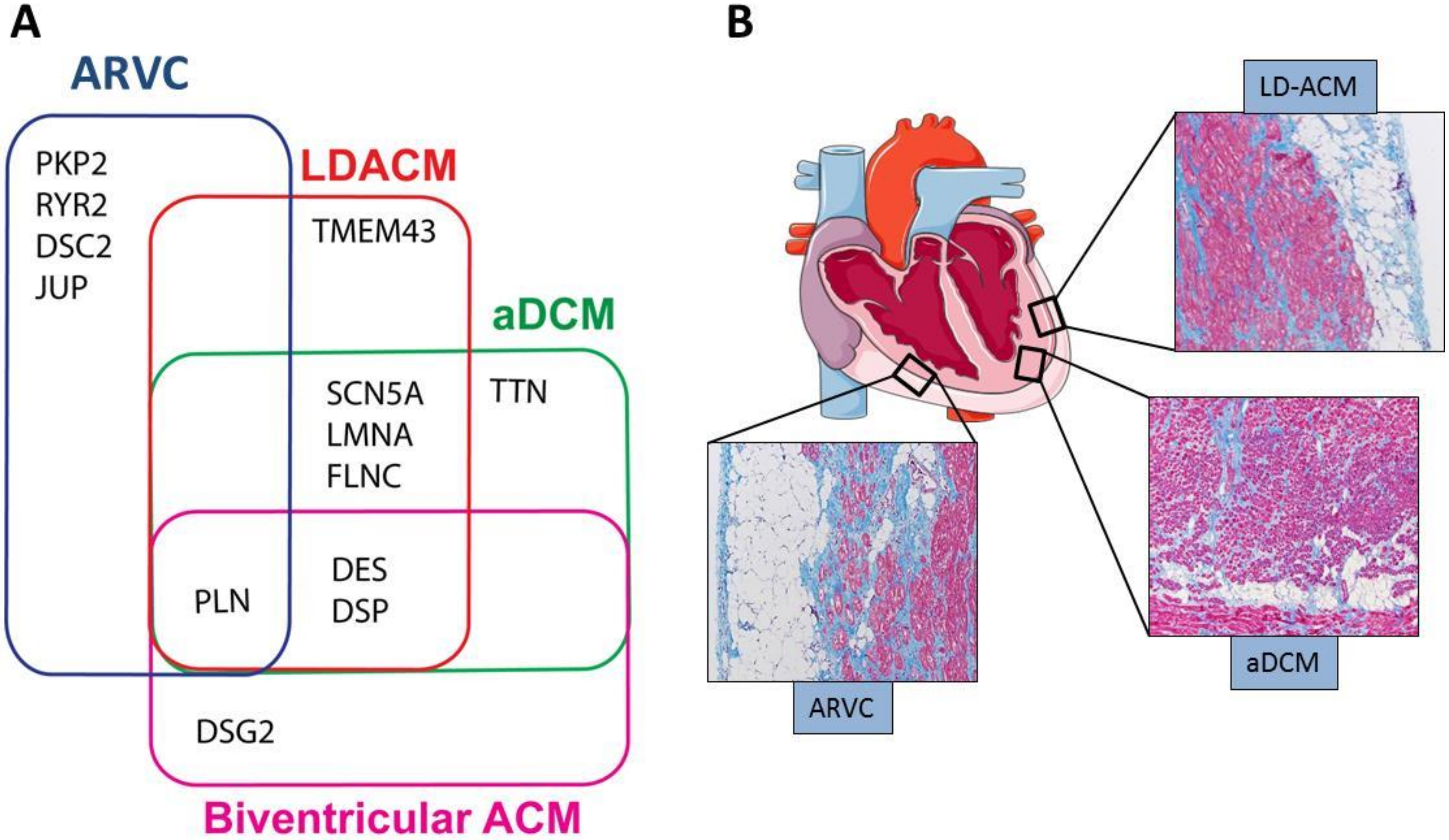 Ijms 21 06320 g001 Ijms 21 06320 g001