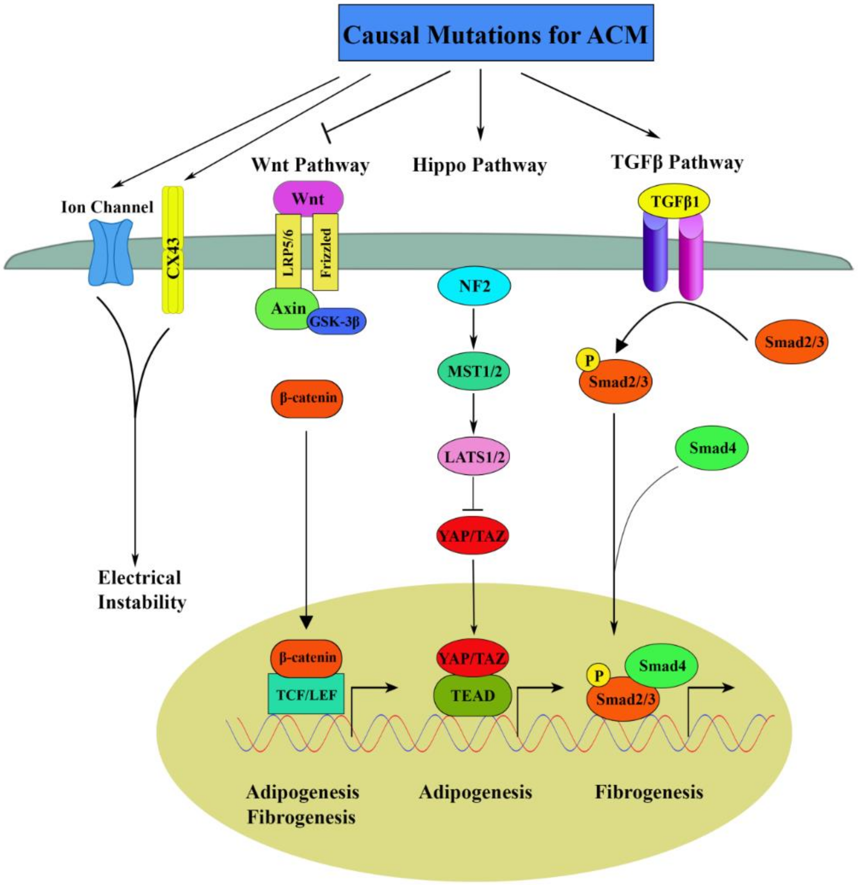 Ijms 21 06320 g002 Ijms 21 06320 g002