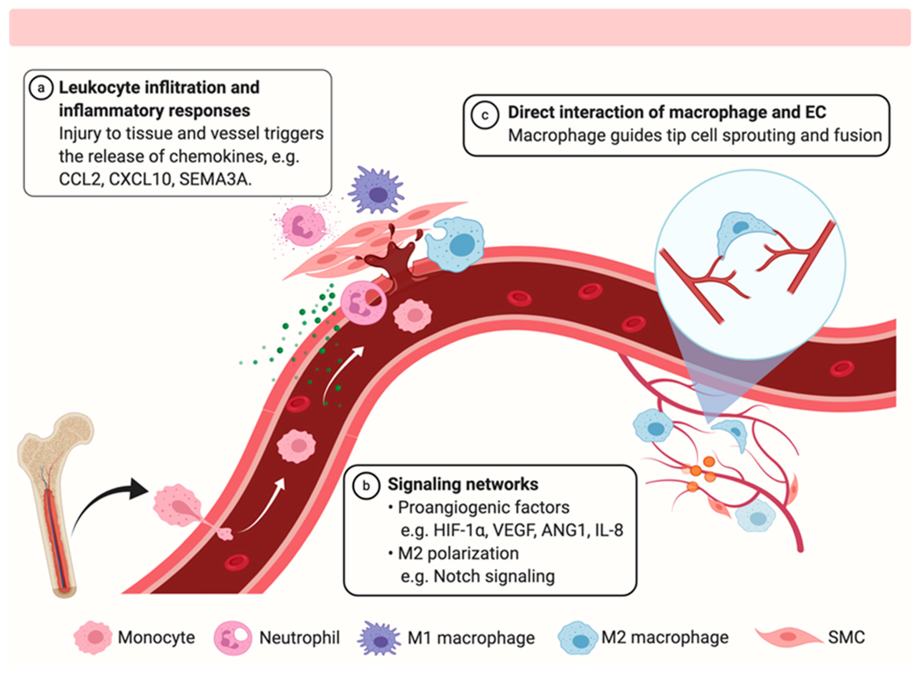 Ijms 21 06328 g001 Ijms 21 06328 g001