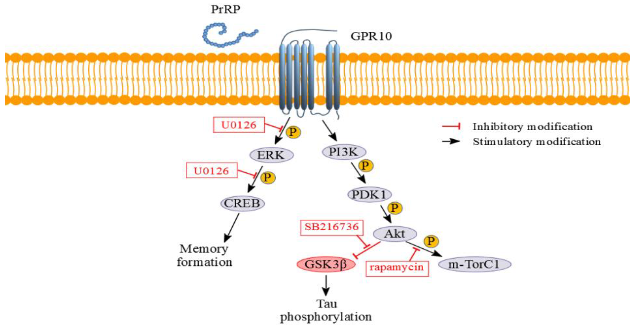 Ijms 21 06343 g009 Ijms 21 06343 g009