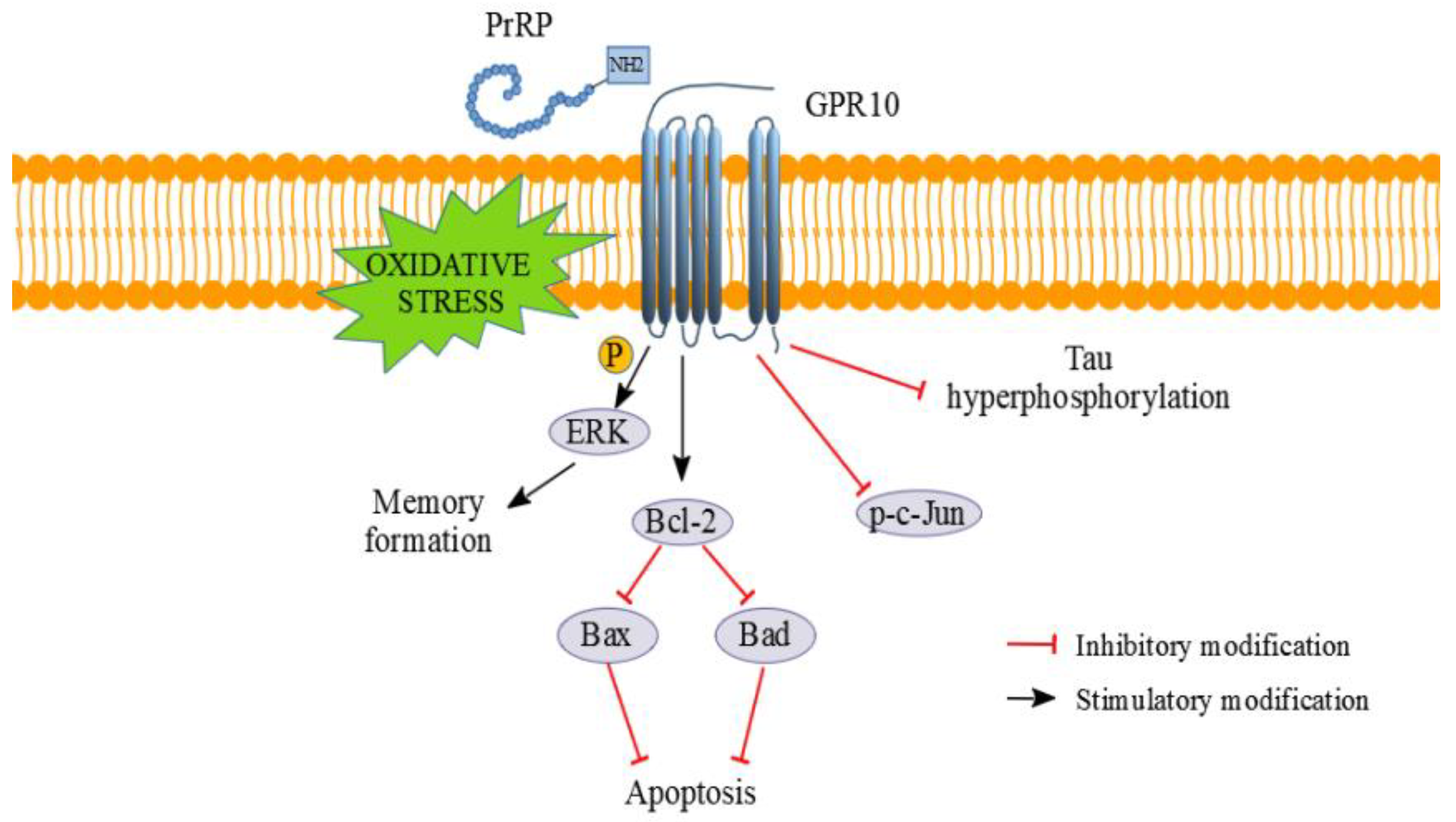 Ijms 21 06343 g010 Ijms 21 06343 g010