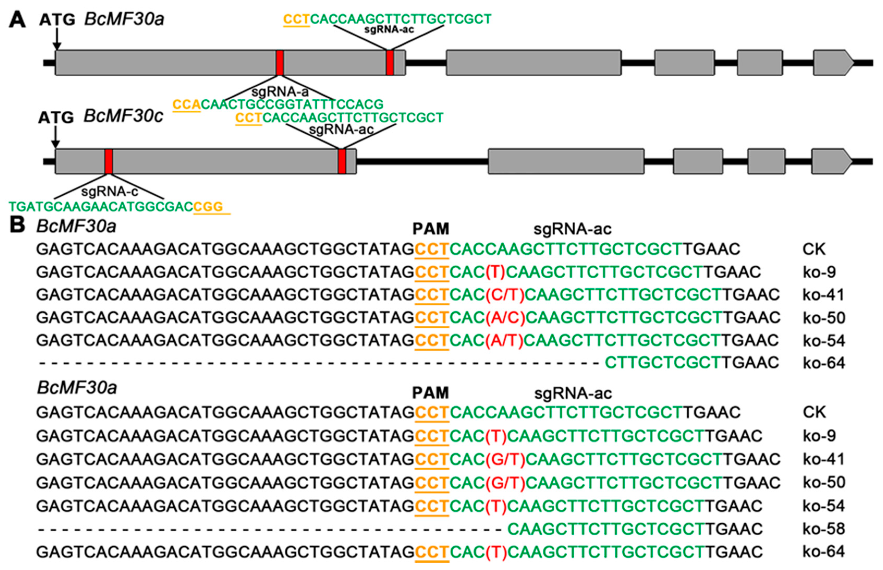 Ijms 21 06428 g005 Ijms 21 06428 g005