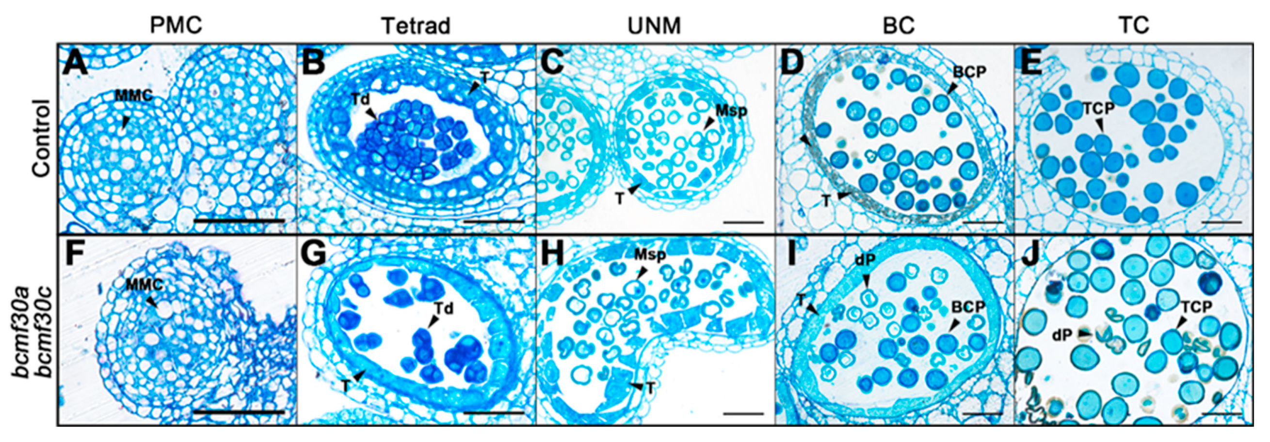 Ijms 21 06428 g008 Ijms 21 06428 g008