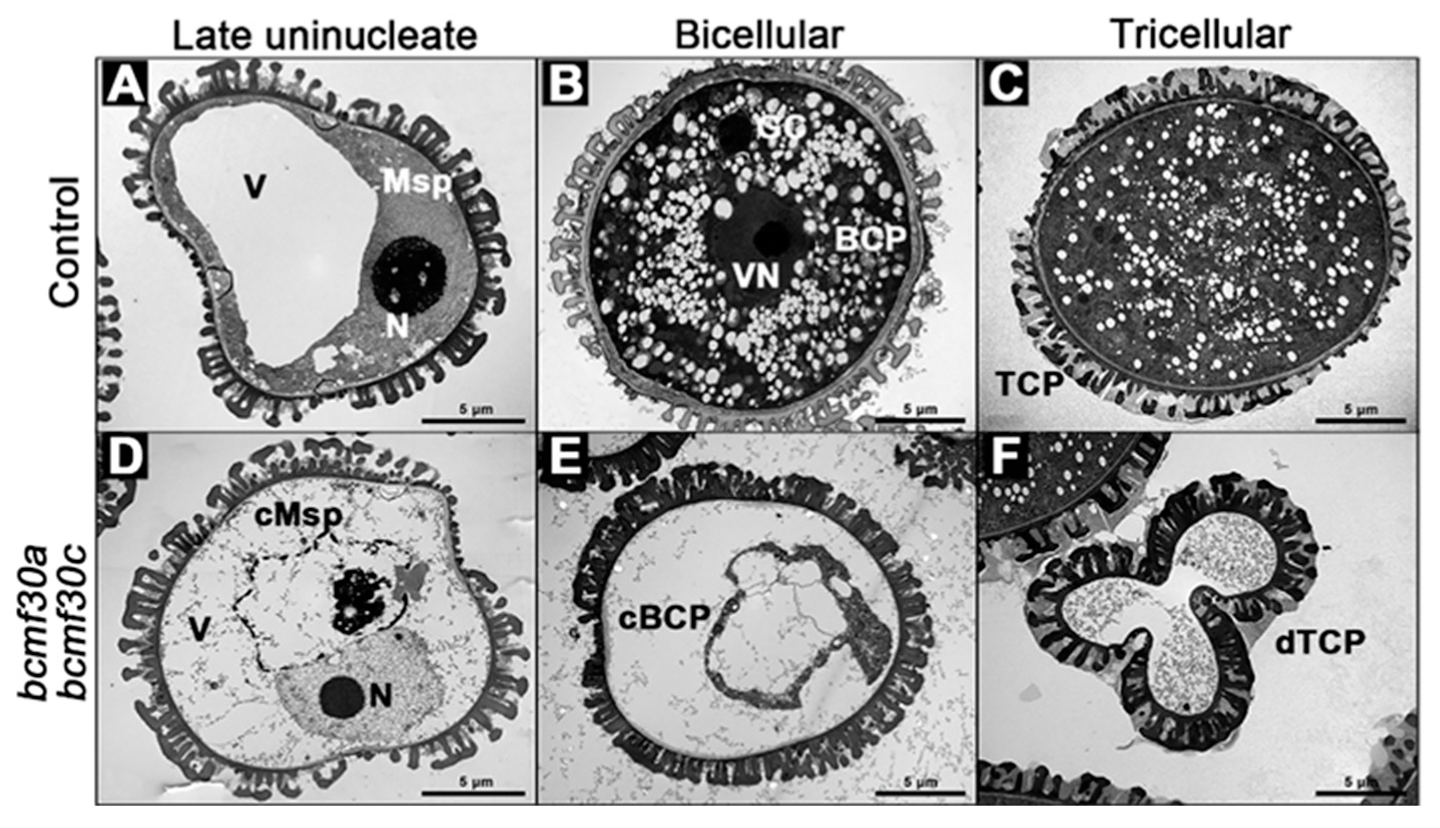 Ijms 21 06428 g009 Ijms 21 06428 g009