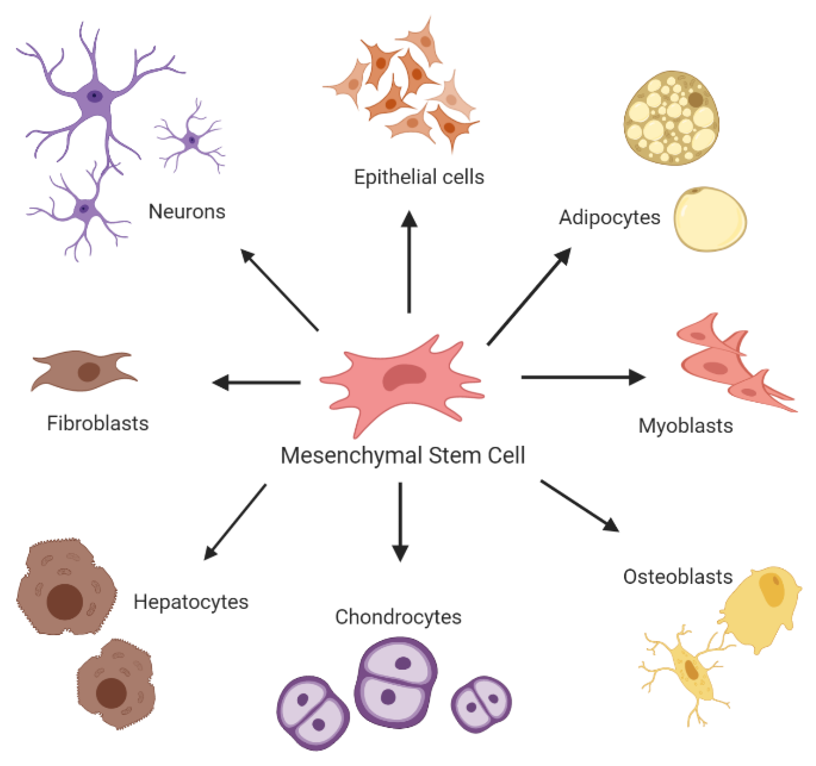 Ijms 21 06435 g002 Ijms 21 06435 g002