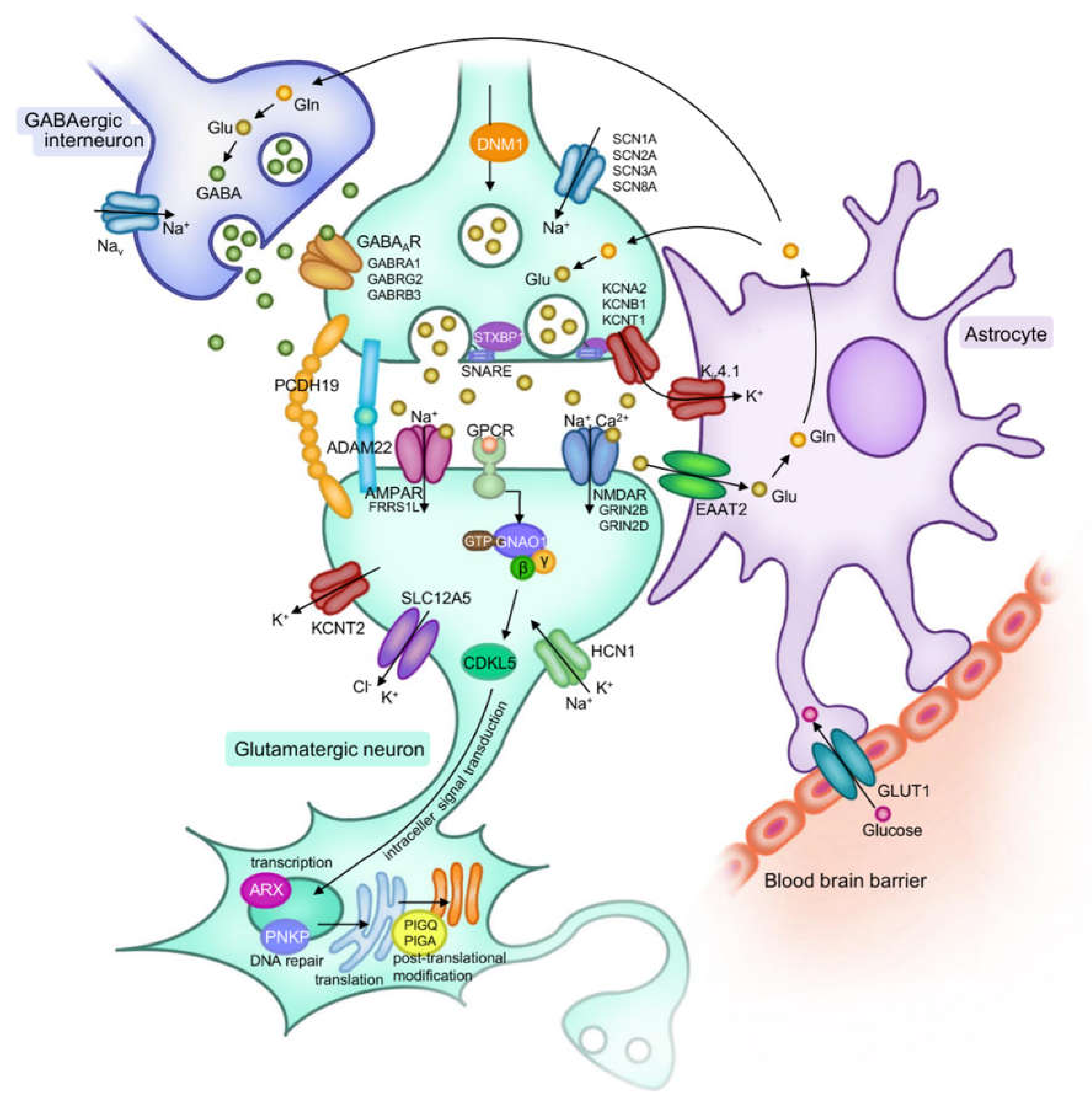 Ijms 21 06442 g001 Ijms 21 06442 g001