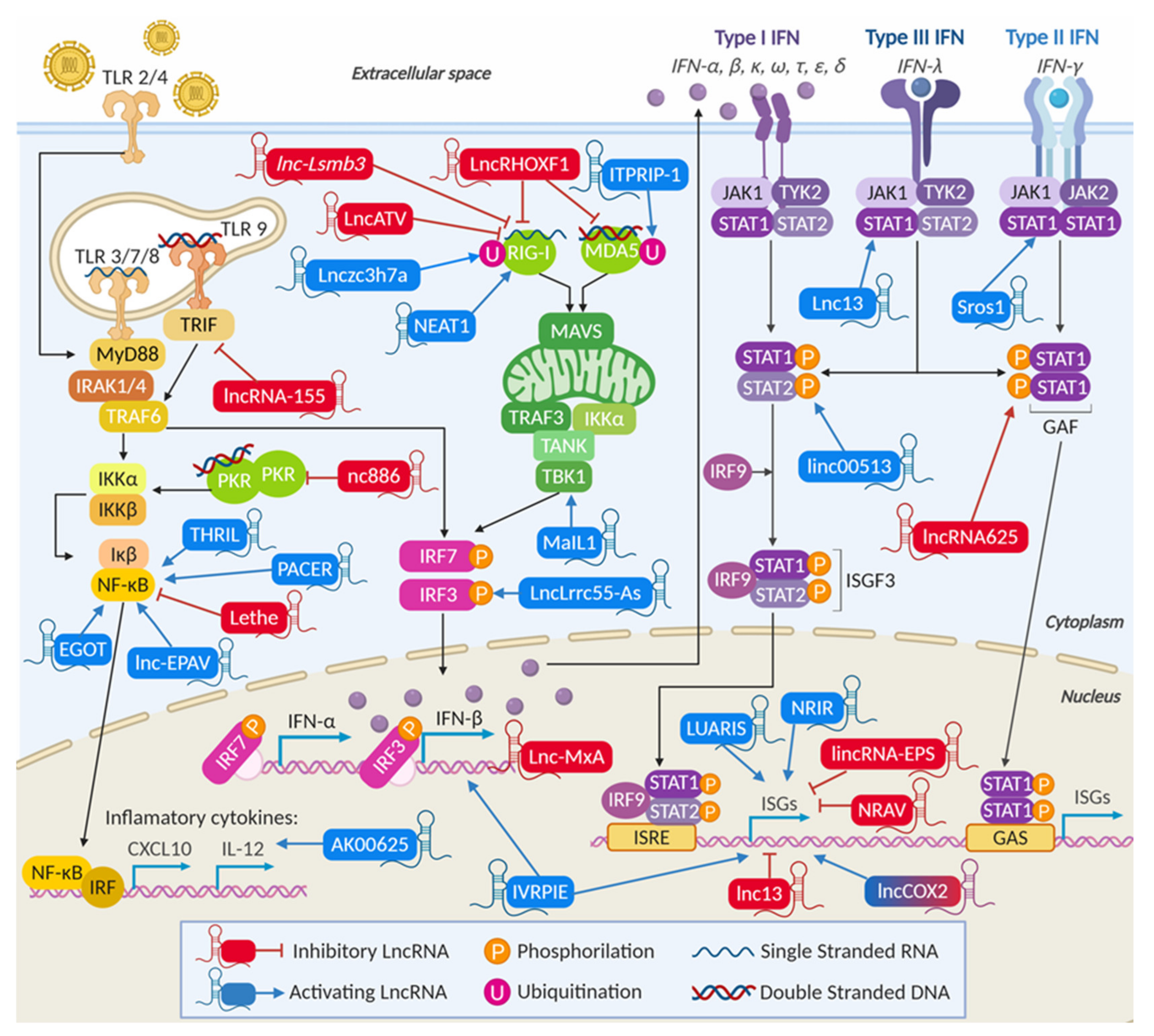 Ijms 21 06447 g003 Ijms 21 06447 g003