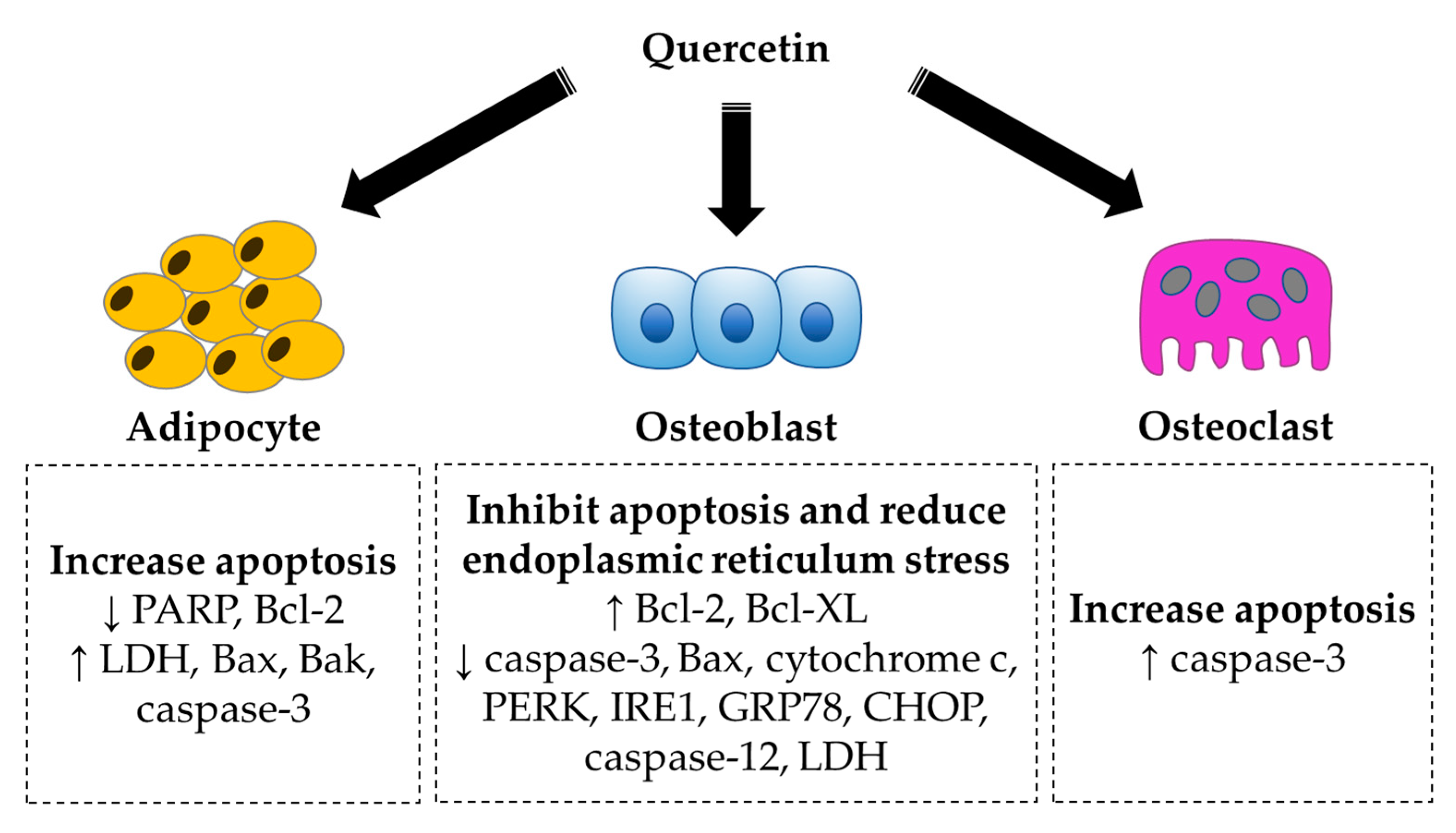 Ijms 21 06448 g003 Ijms 21 06448 g003