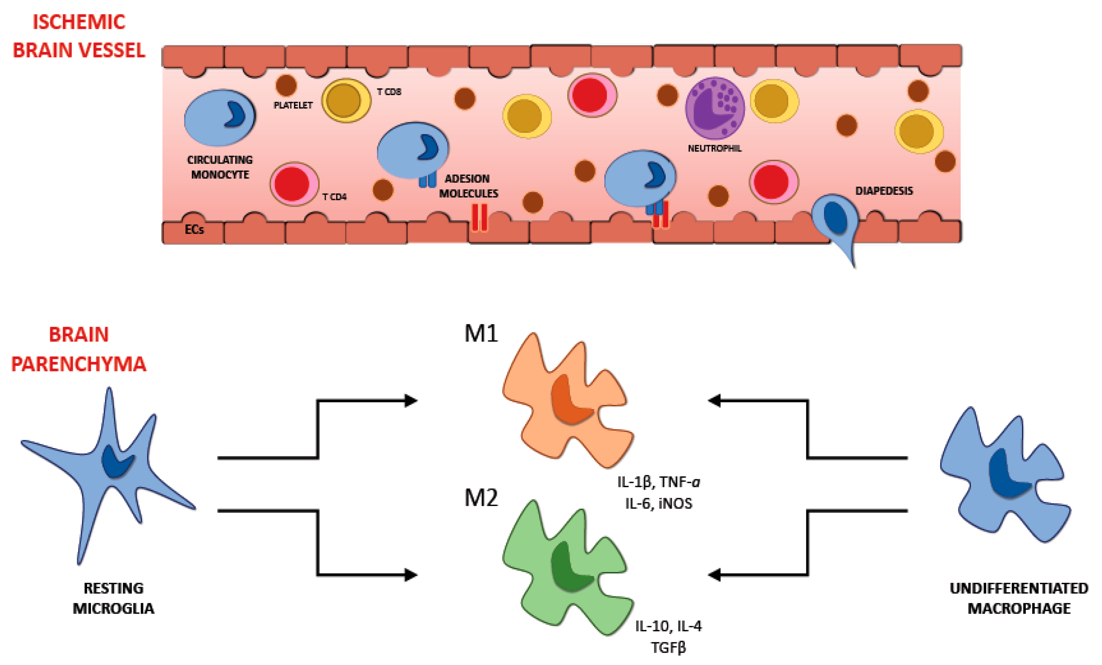 Ijms 21 06454 g002 Ijms 21 06454 g002